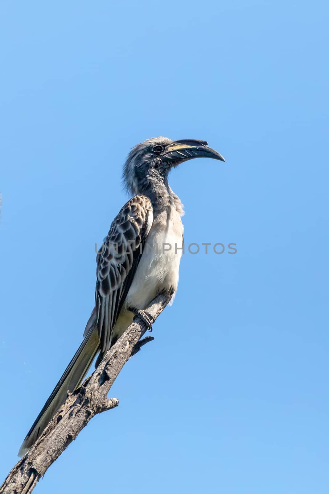 African Grey Hornbill. Tockus nasutus, perched on bare branch against blue sky, Moremi game reserve, Botswana safari, Africa wildlife