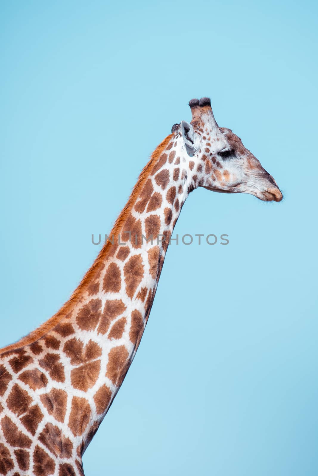 Beautiful South African giraffe, long neck against blue sky , Chobe National Park, Savuti Botswana safari wildlife