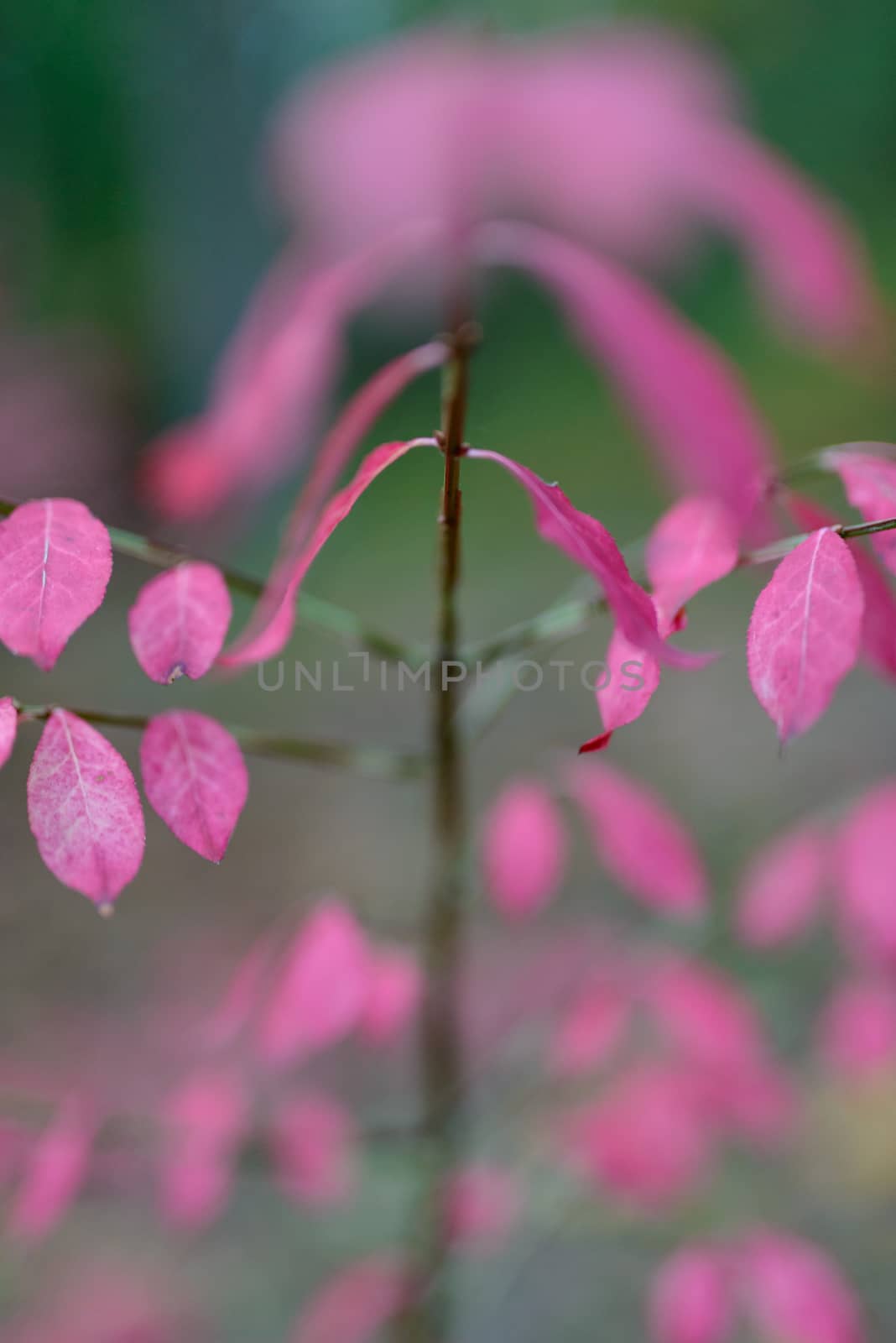 Autumn pink Leaves in the forest. Shallow depth of field