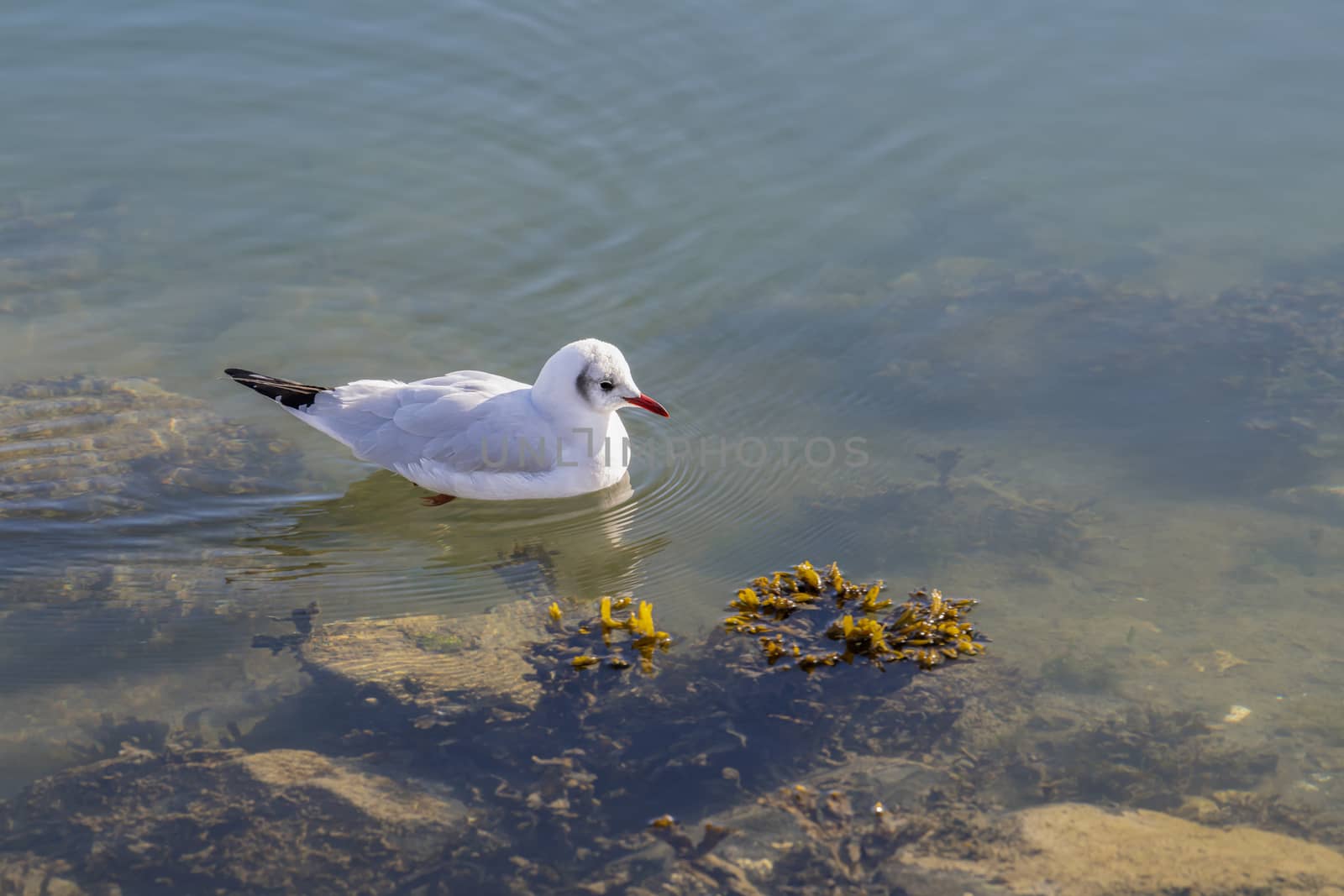 Gull in the water looking for food
 by Tofotografie