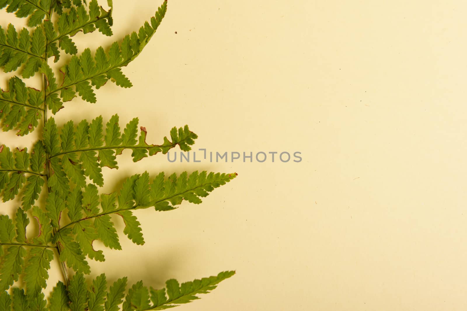 Autumn fern leaves isolated on yellow background with copy space. Horizontal orienattion. Minimalistic style. View from above.