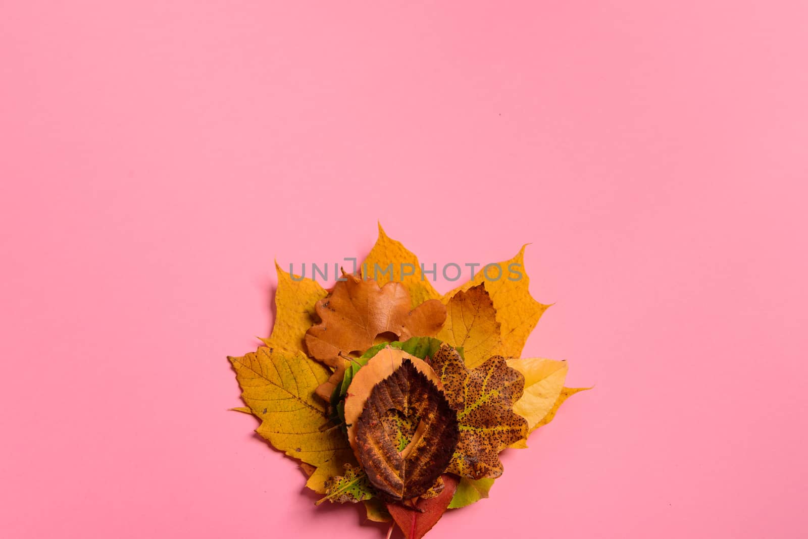 Background group autumn orange, green, yellow and brown leaves. with the heart shape cut out in the middle on pink background. Studio shoot. View from above. Horizontal orientation. Copy space.