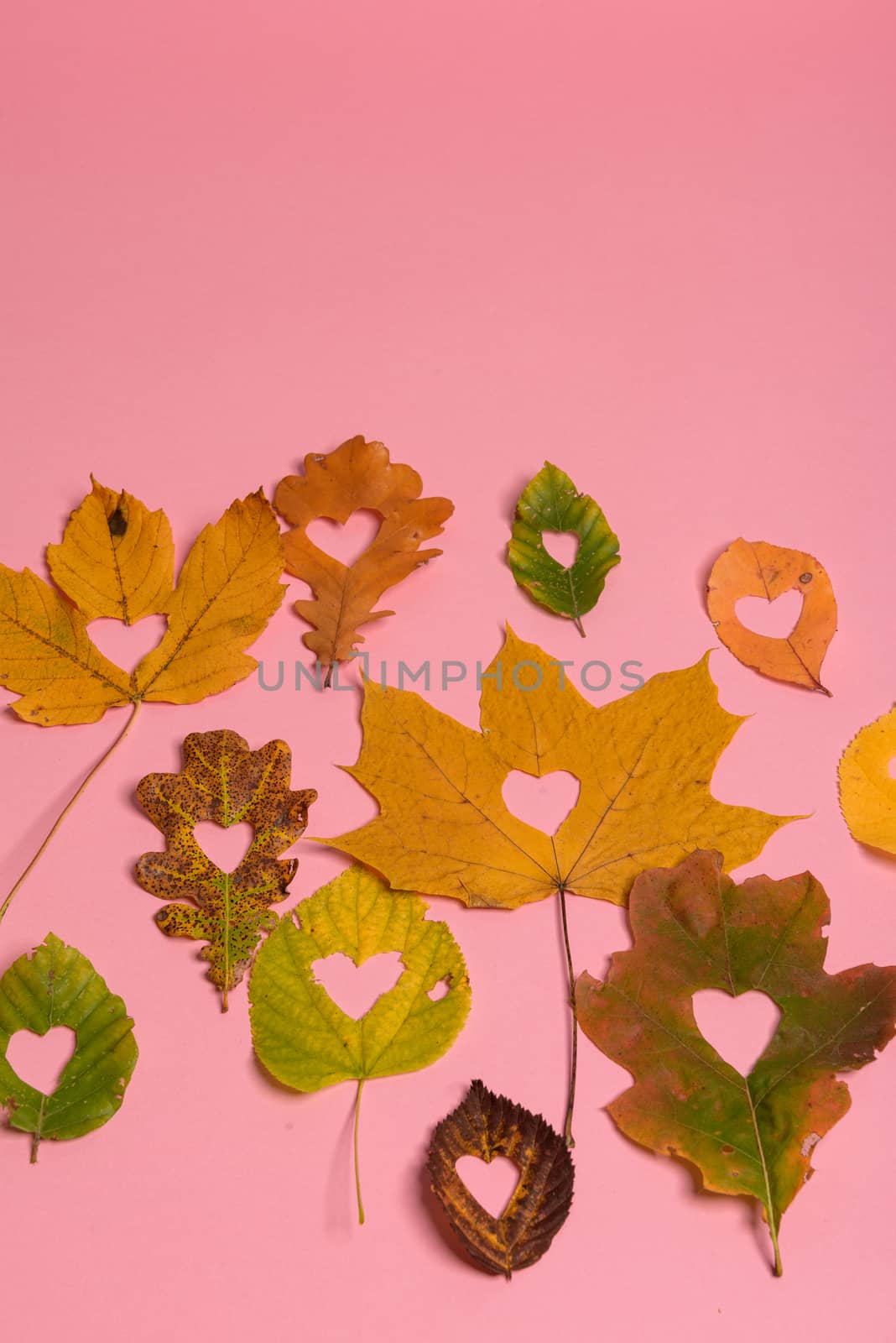 Background group autumn orange, green, yellow and brown leaves. with the heart shape cut out in the middle on pink background. Studio shoot. View from above. Horizontal orientation. Copy space.