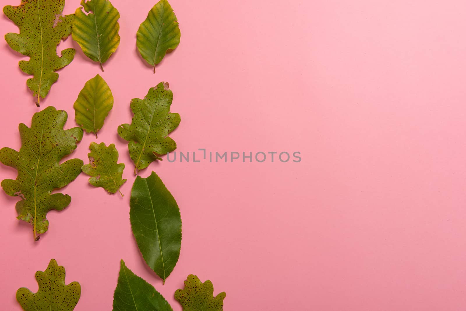 Background group autumn orange, green, yellow and brown leaves. with the heart shape cut out in the middle on pink background. Studio shoot. View from above. Horizontal orientation. Copy space.