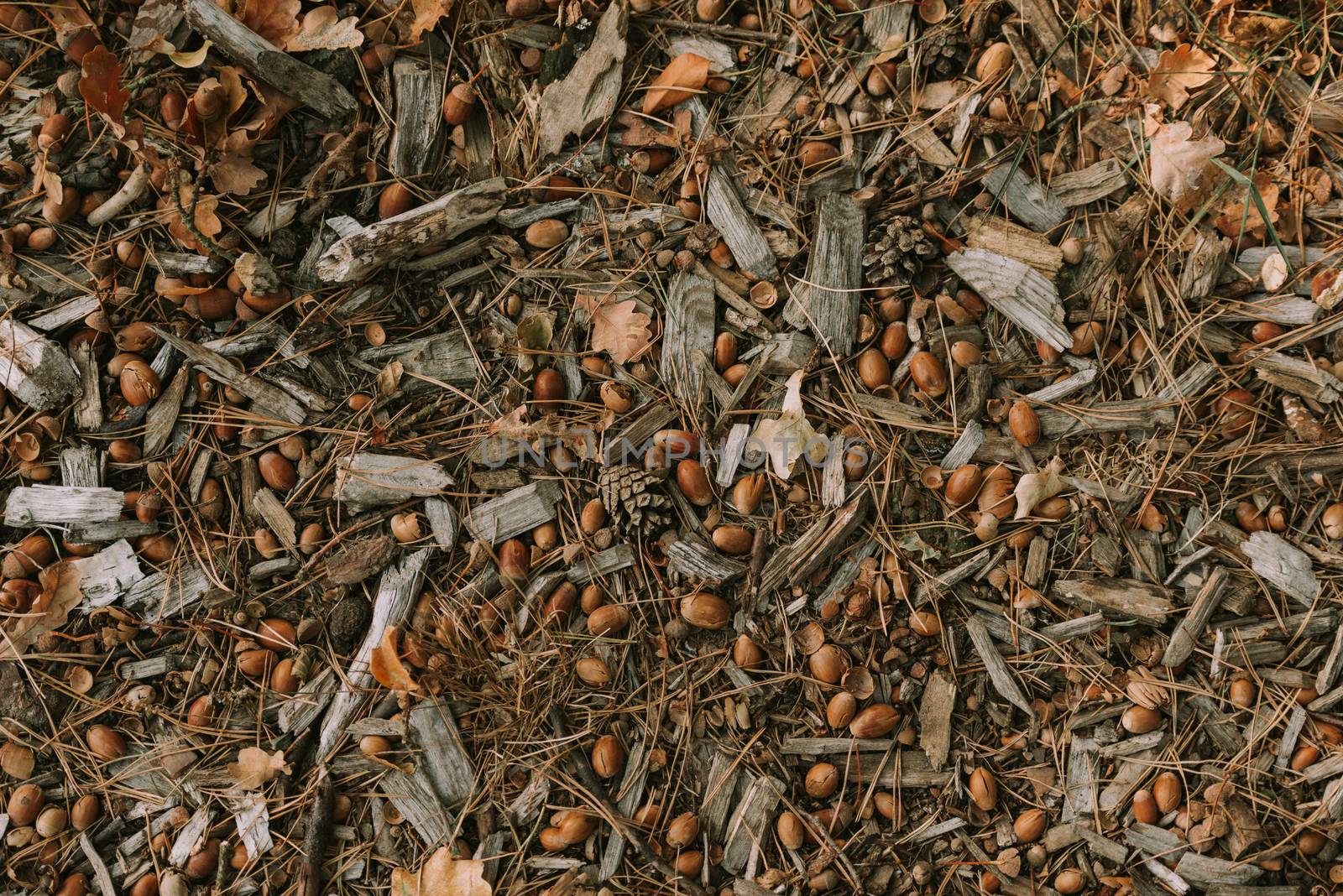 Close-up of wood ants. Multitude of red and black wood ants on forest floor