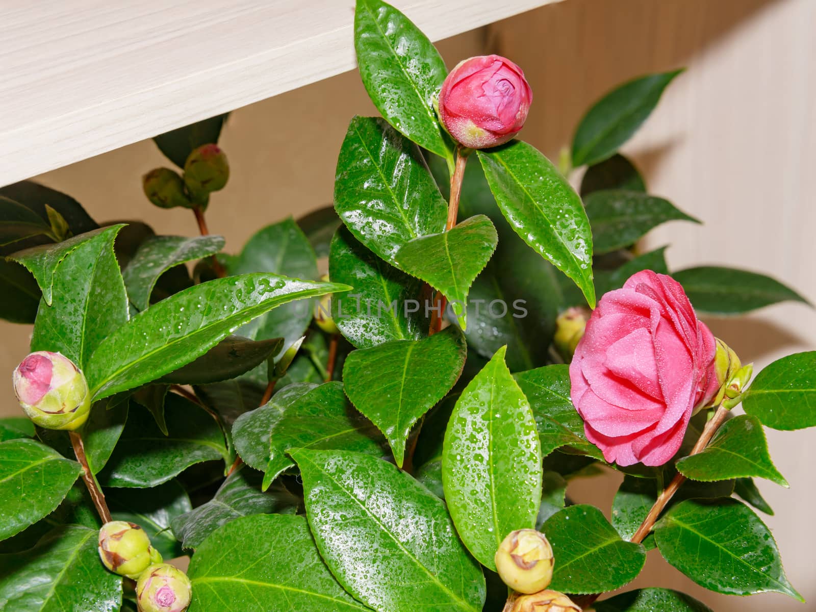 Blossoming red camellia flower, framed by green, dense leaves in drops of water.