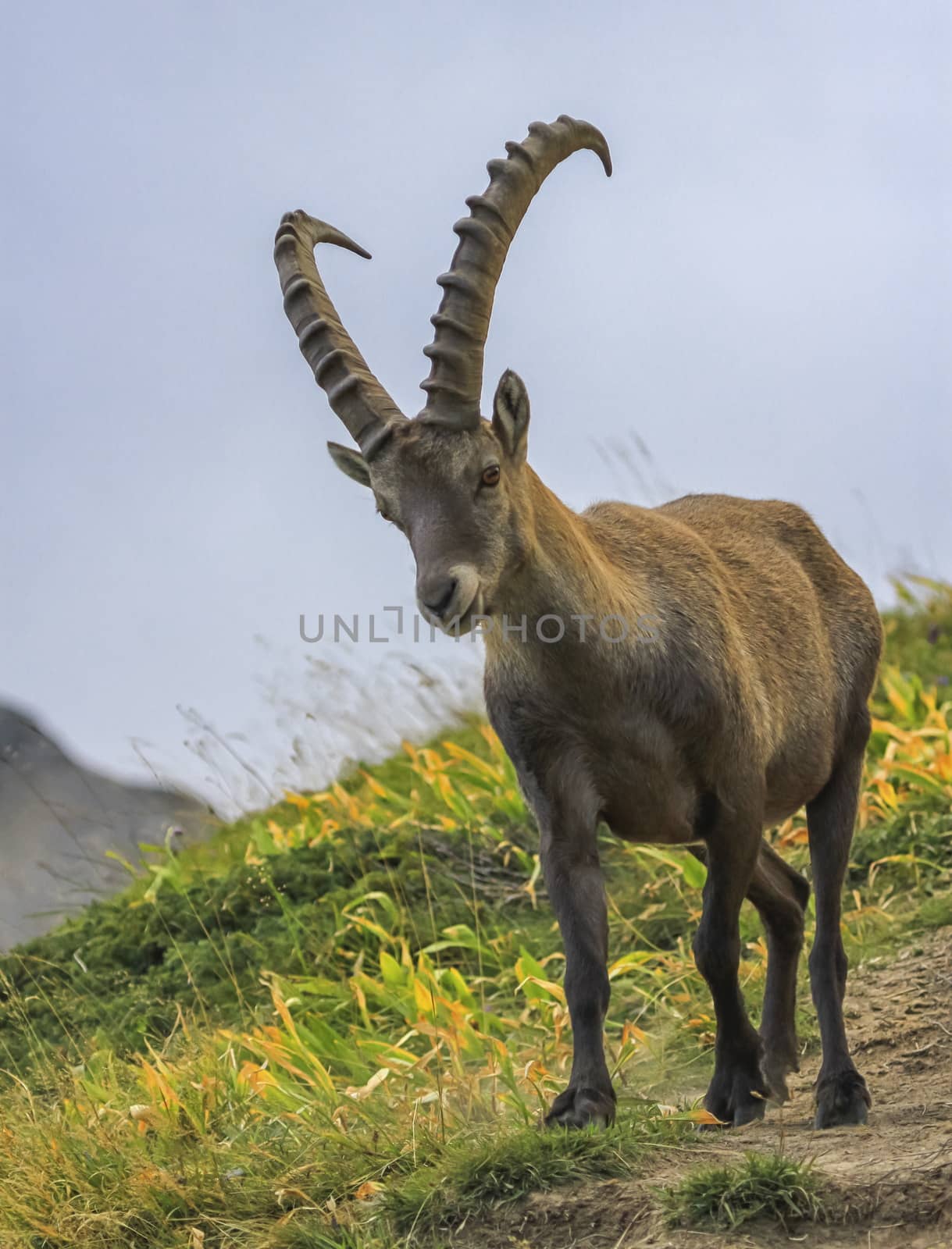 Steinbock or Alpine Capra Ibex portrait at Colombiere pass by day, France
