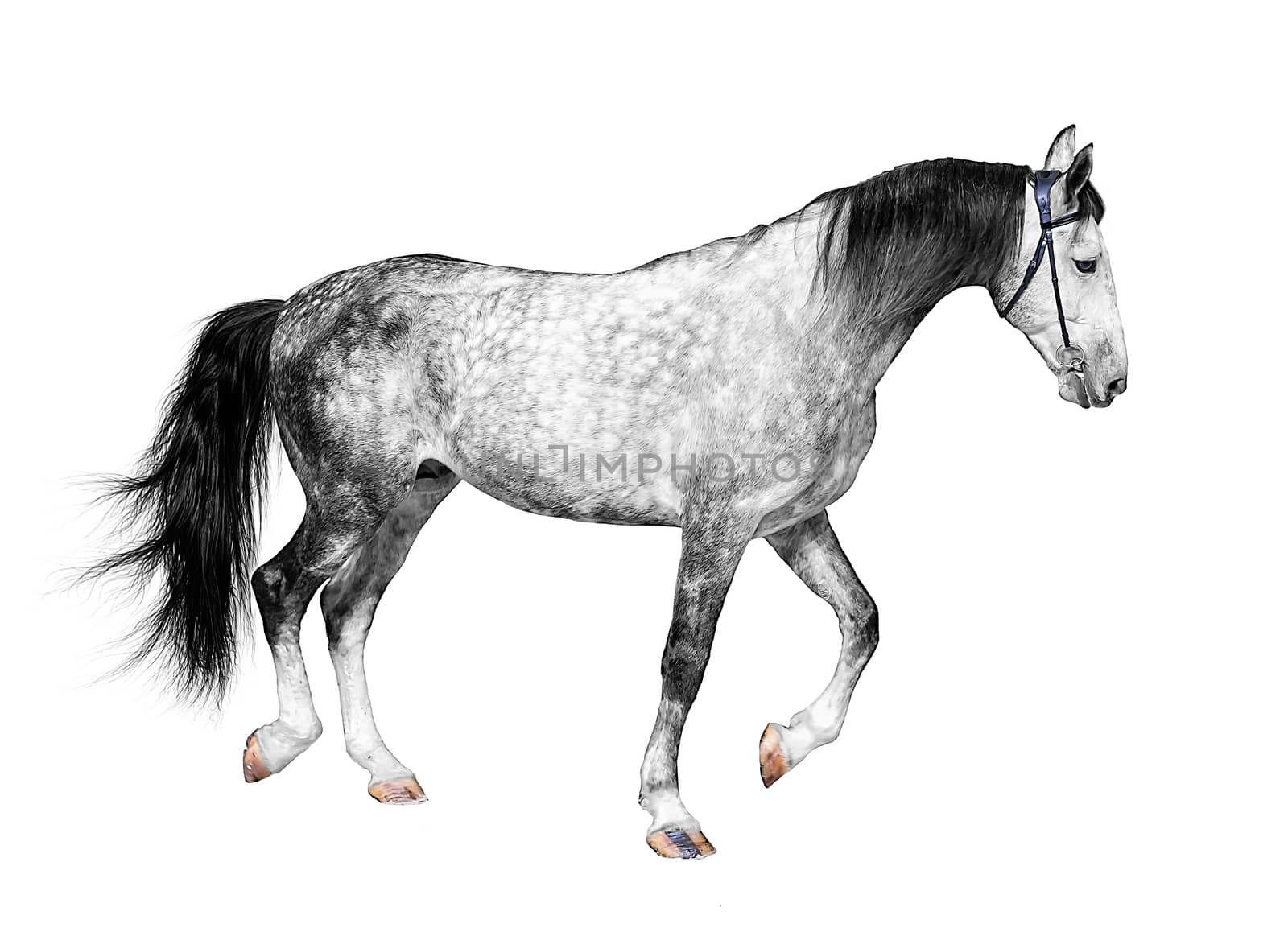 young frisky stallion gray white color, horse standing on a white background by dikkens