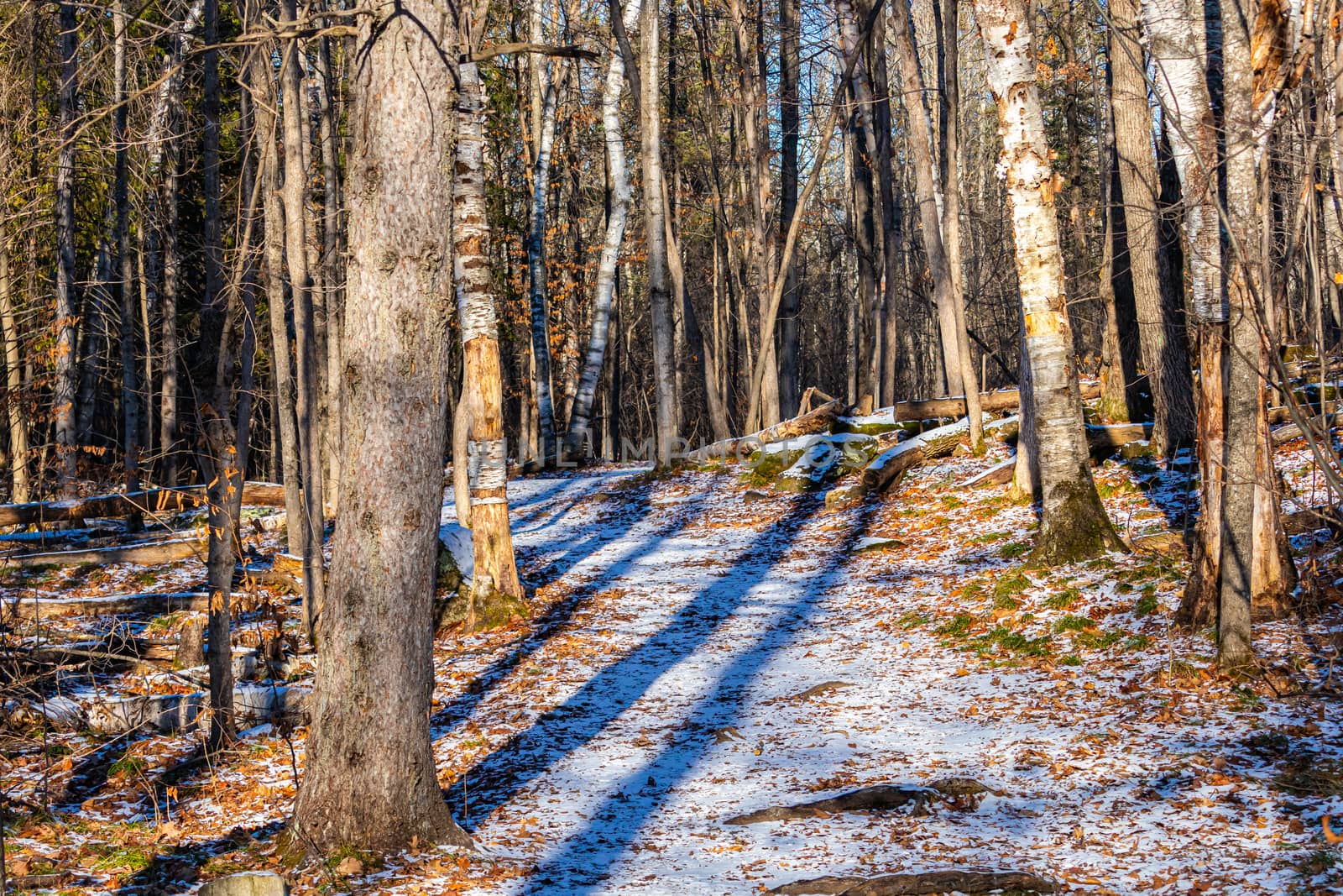 In early winter, a fresh dusting of snow puts a layer of white on the forest floor. Fallen autumn leaves and bare trees line the edges of a nature trail through the woods.