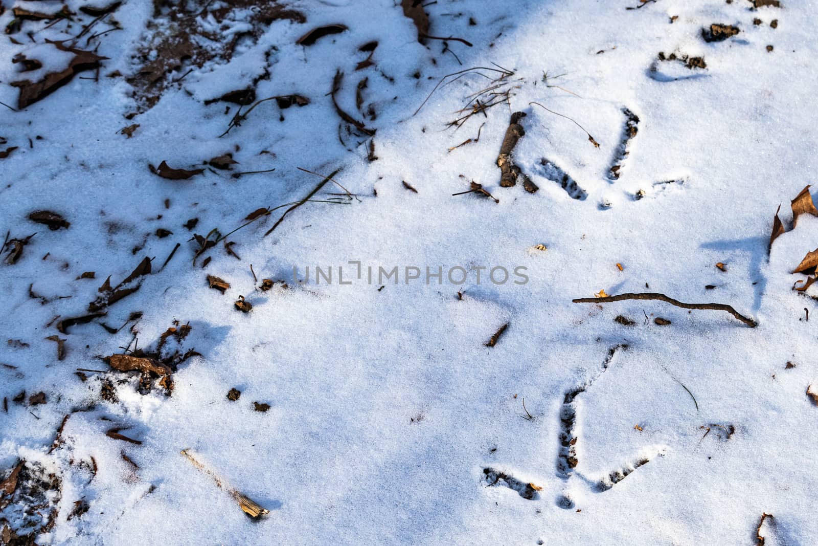 The tracks of a wild turkey (Meleagris gallopavo) appear in the snow in the forest, surrounded by the tops of fallen autumn leaves that are just peeking through the seasonal frozen cover.