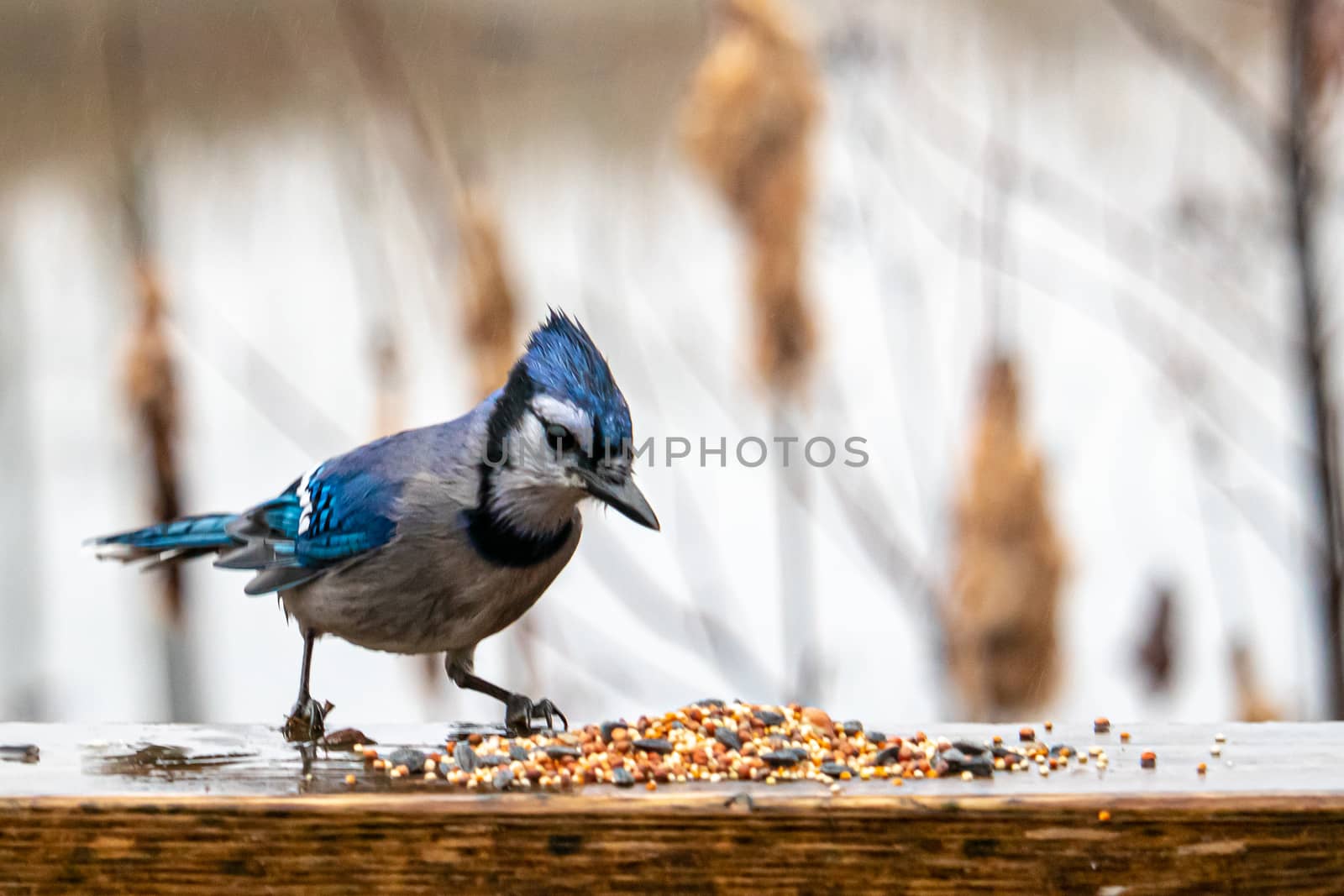 A wet blue jay in rainy weather inspects birdseed that has been spilled out in a small pile on a wooden railing. The seeds were left at a popular birdwatching spot.