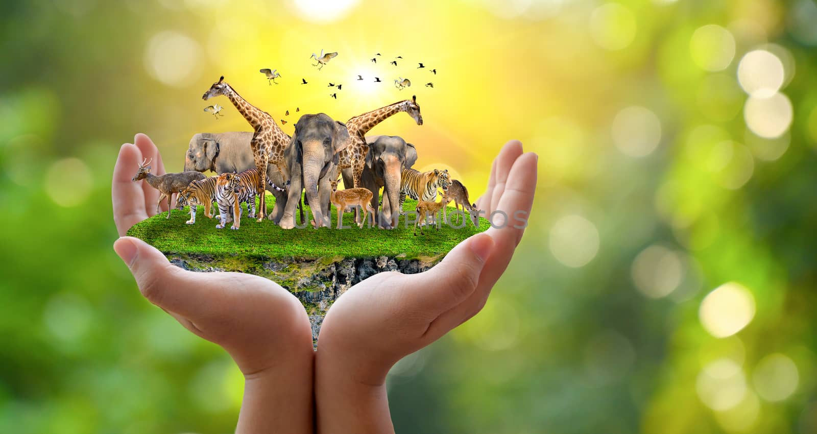 Concept Nature reserve conserve Wildlife reserve tiger Deer Global warming Food Loaf Ecology Human hands protecting the wild and wild animals tigers deer, trees in the hands green background Sun light by sarayut_thaneerat