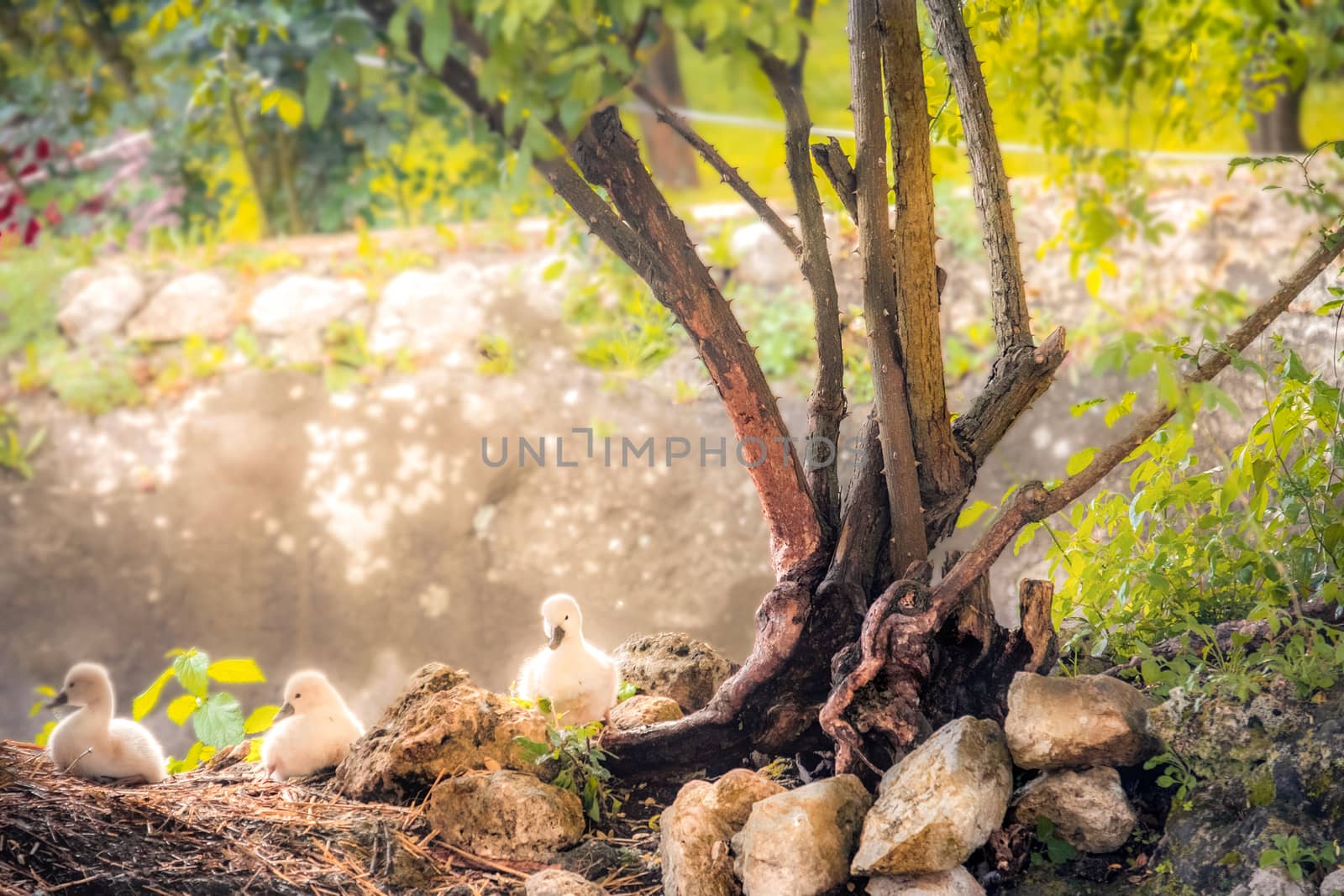 easter swan baby ducklings background with copy space for holidays in enchanted eden garden by LucaLorenzelli