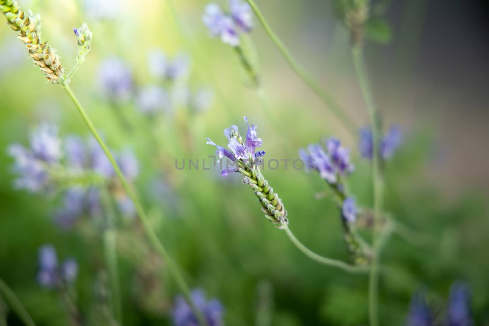 The background image of the colorful flowers, background nature