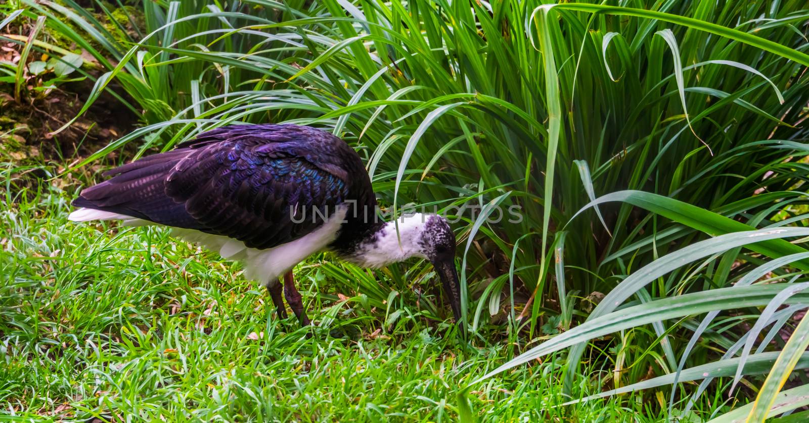 closeup of a straw necked ibis looking for branches, tropical bird specie from Australia and Indonesia