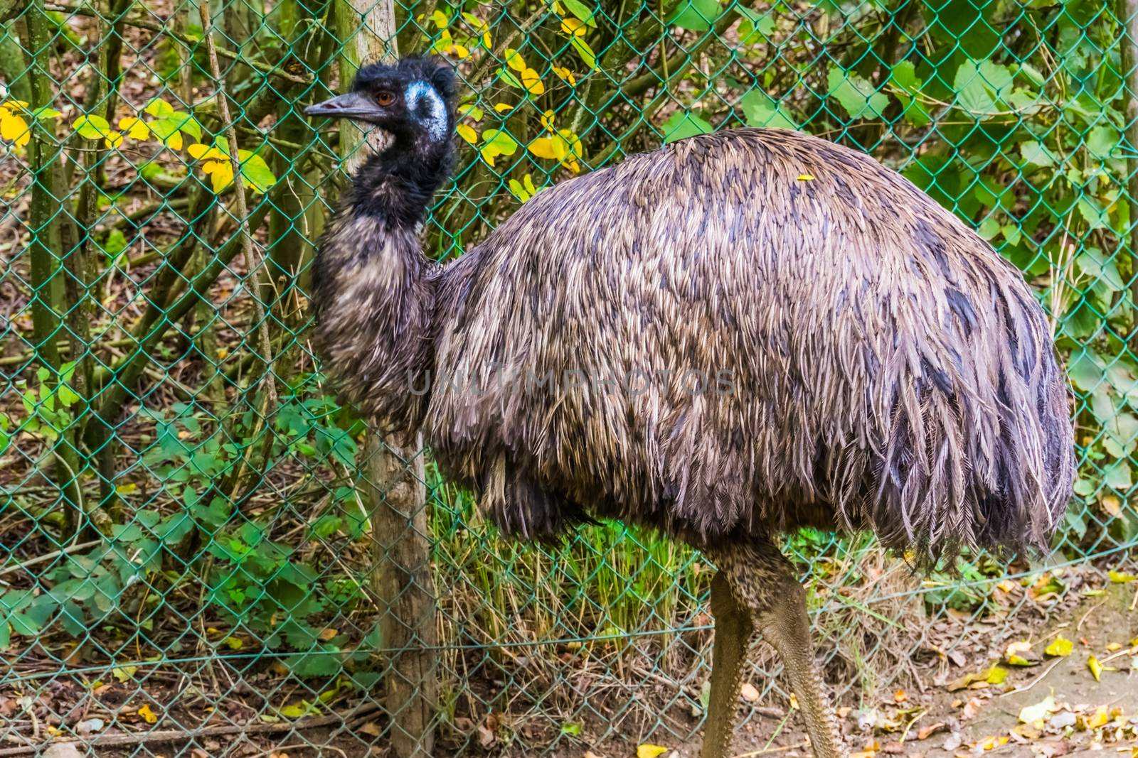 closeup portrait of a emu, tropical flightless bird specie from Australia