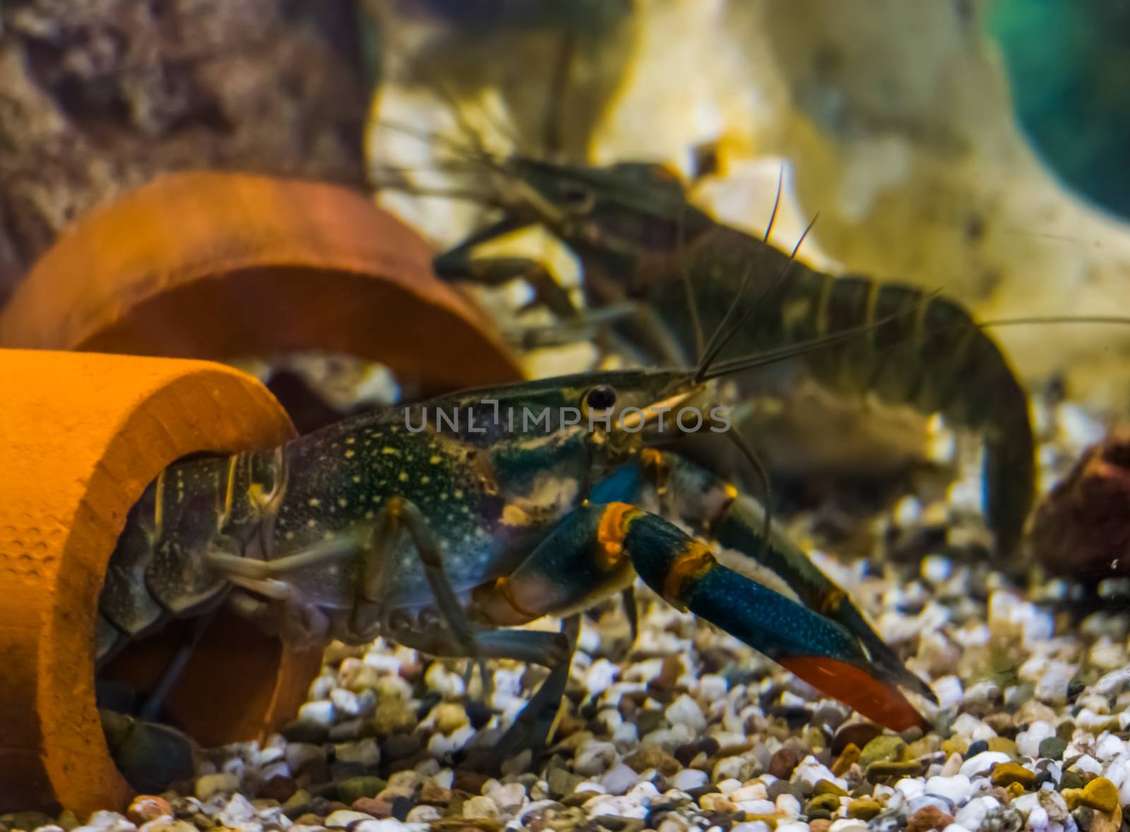 Australian red claw crayfishes underwater, popular aquarium pets from queensland in australia