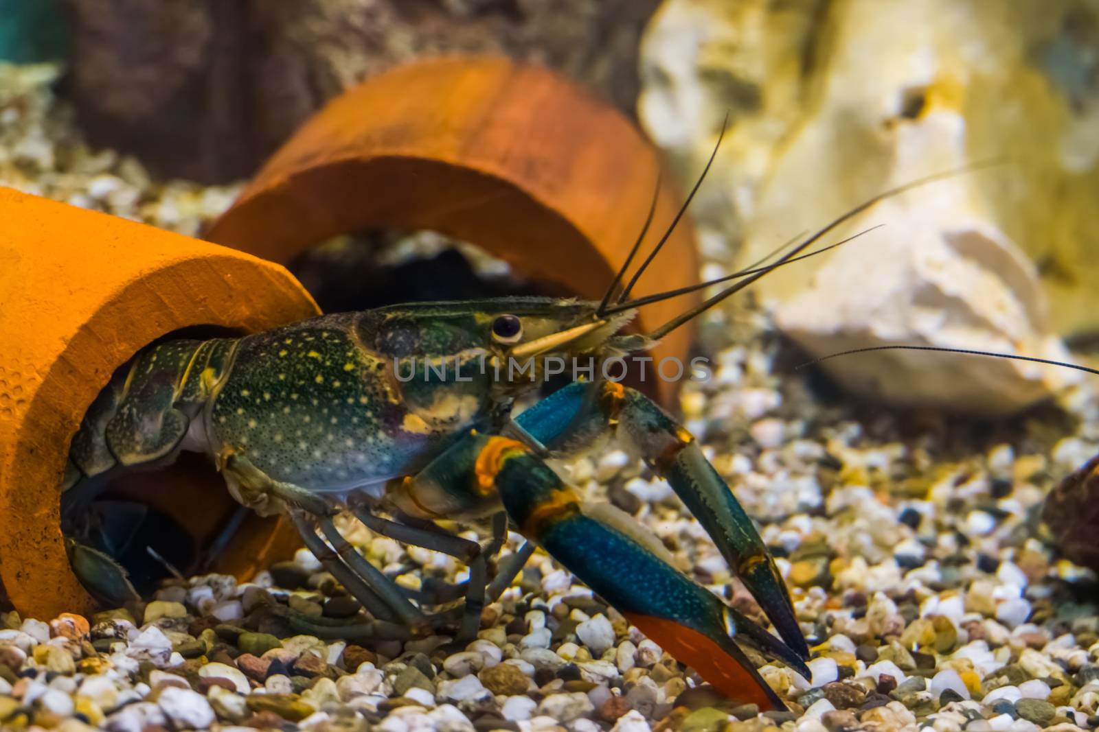 closeup portrait of a australian red claw crayfish, popular aquarium pet from queensland in australia