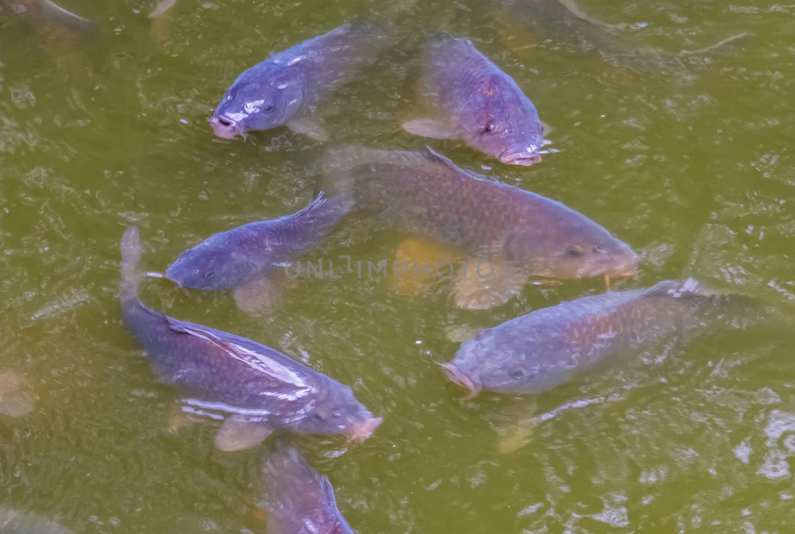 shoal of hungry common carps swimming in the water, popular fresh water fish from Europe, Vulnerable animal specie