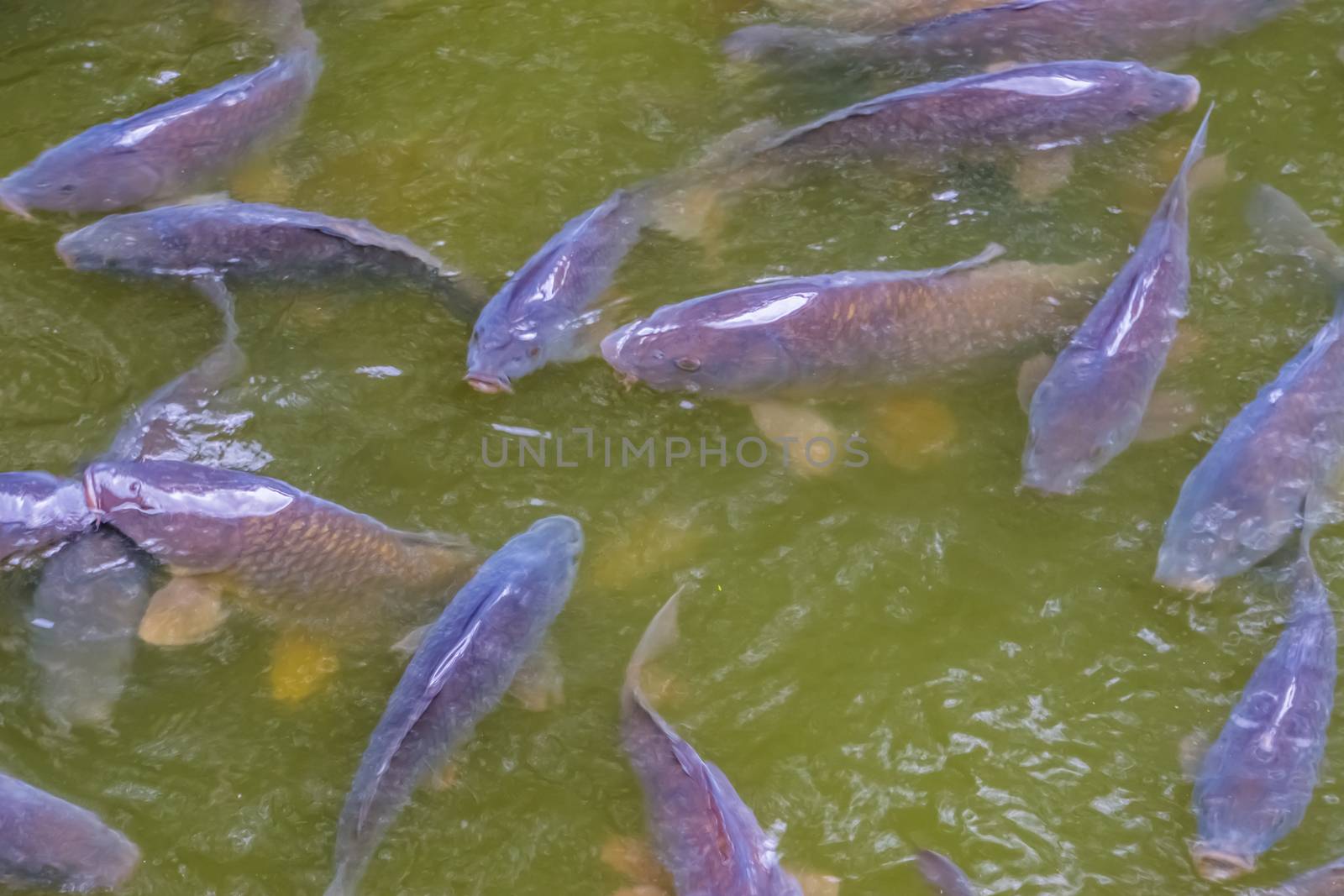 school of hungry common carps swimming in the water, popular fresh water fish from Europe, Vulnerable animal specie