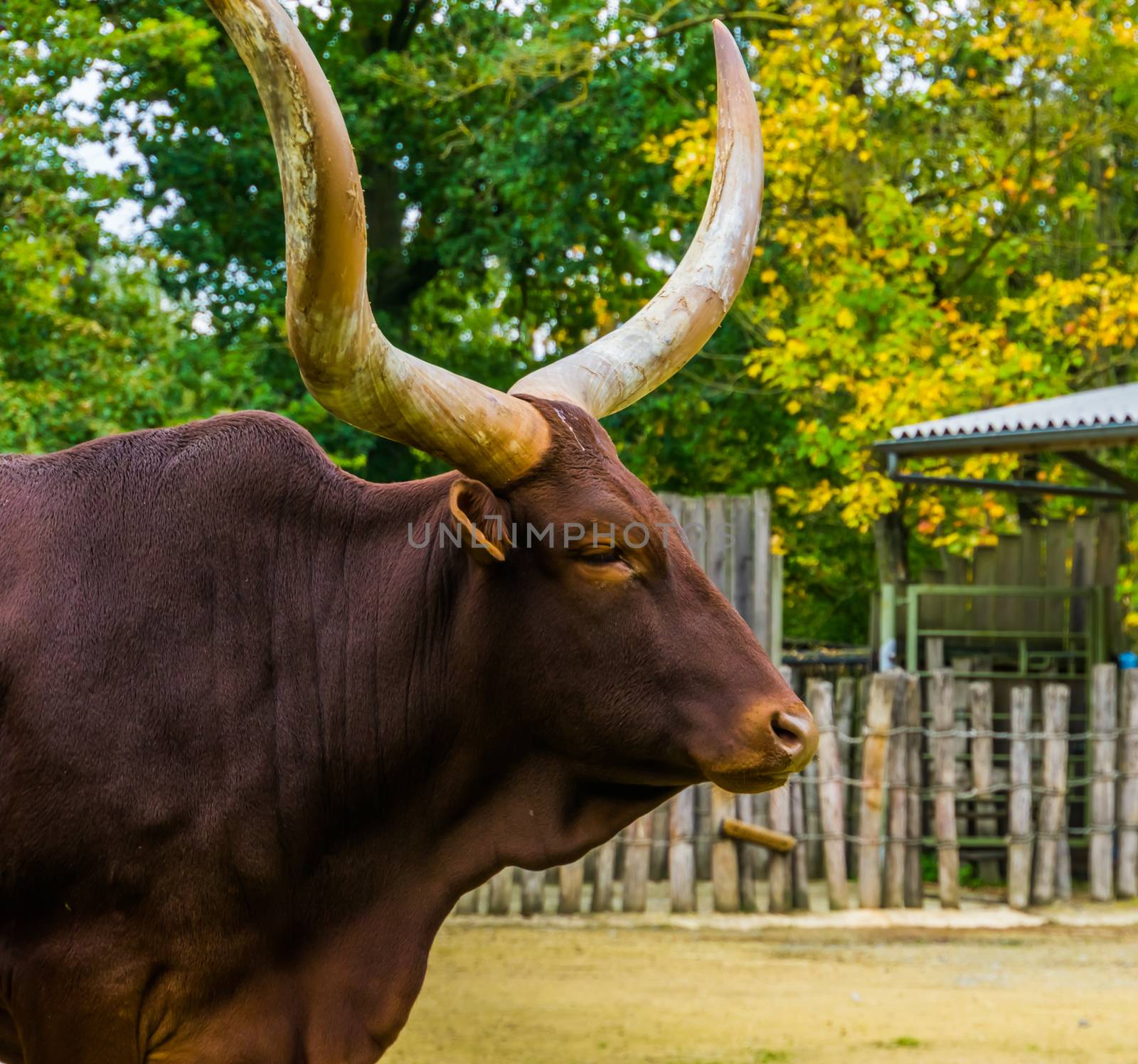 The face of a ankole watusi in closeup, Popular american cow breed with big horns