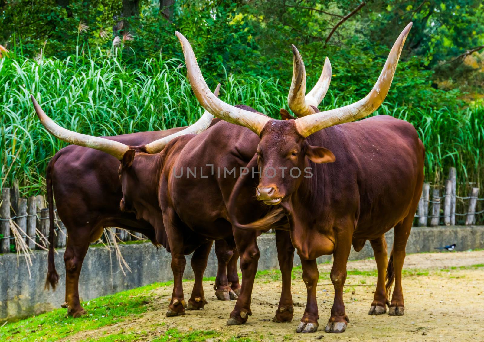 herd of Ankole Watusi together in the pasture, Popular american cow breed with big horns