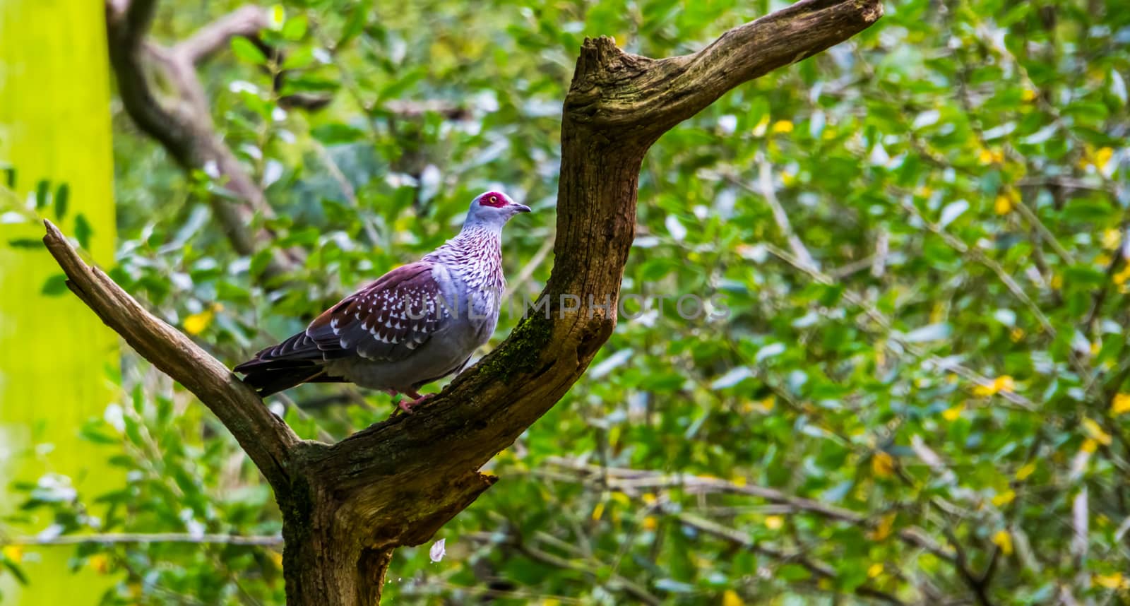 closeup of a speckled african pigeon standing on a tree branch, tropical dove specie from Africa