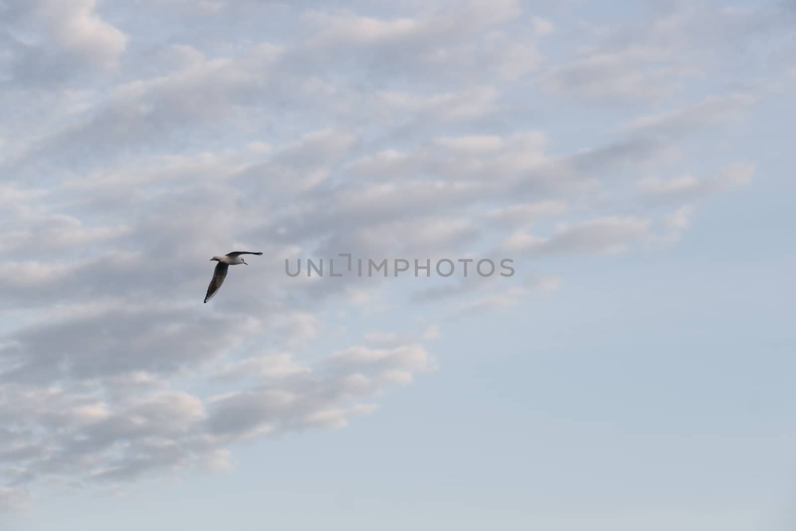 White seagull in the sky. Many soft clouds with gray tone.