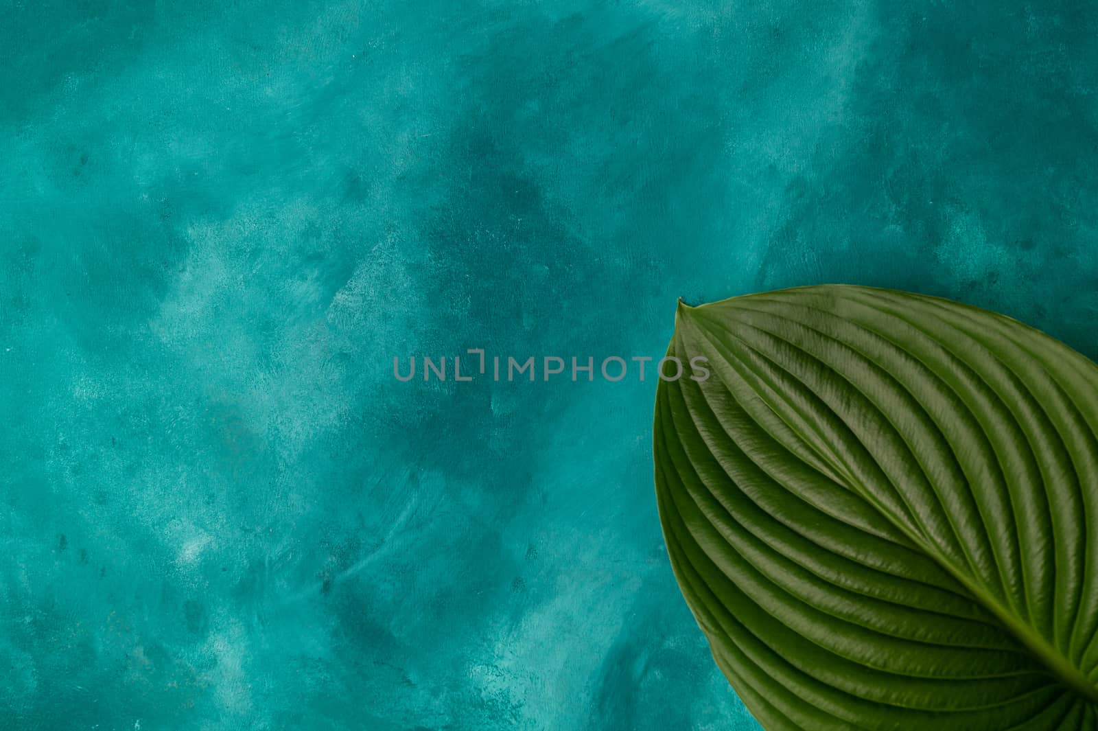 A big plant leaf on turquoise background. Leaf lies in right down corner. Good for mockup, template, for any object and edit. 