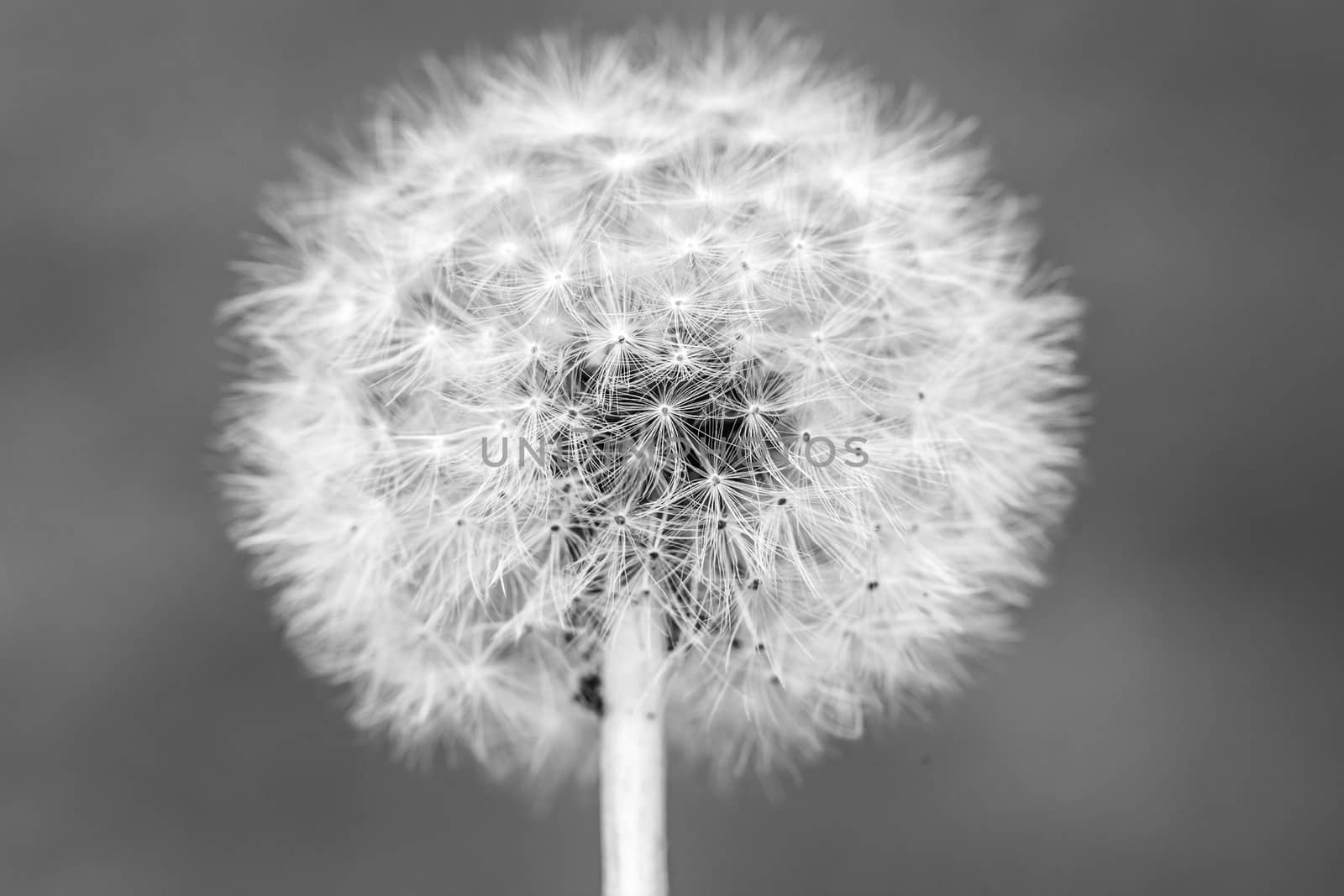 Dandelion head with seeds, Taraxacum officinale, close up. Black and white.