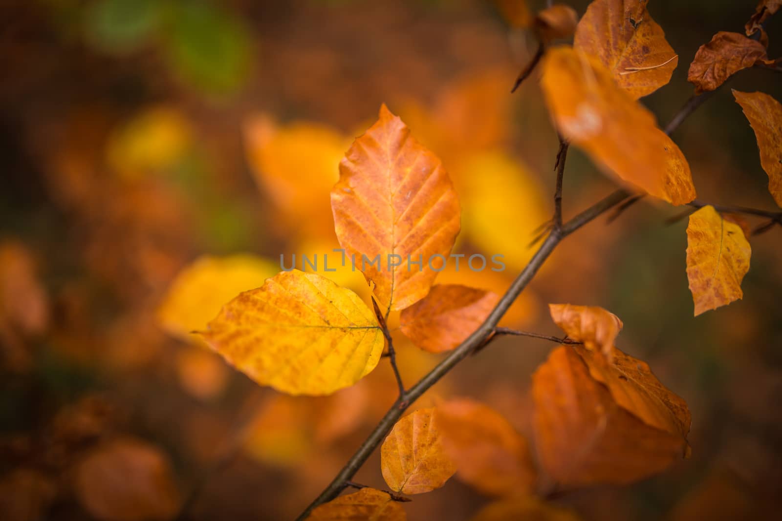 Fall, autumn, leaves background. A tree branch with autumn leaves of a beech blurred background.
