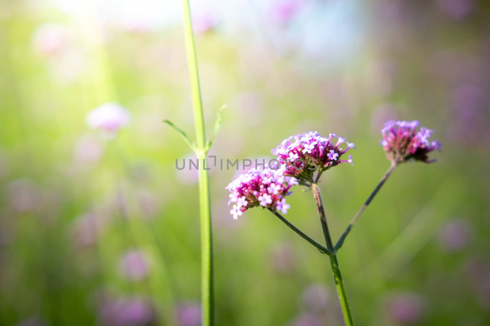 The background image of the colorful flowers, background nature