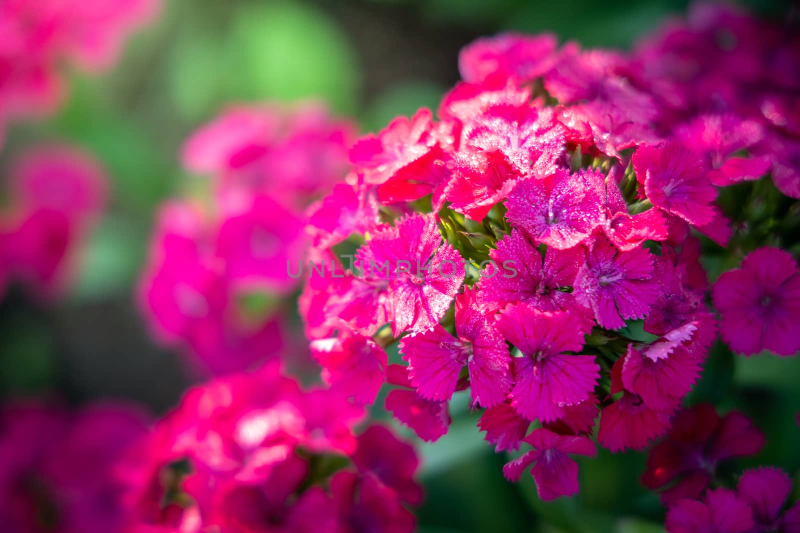 The background image of the colorful flowers, background nature