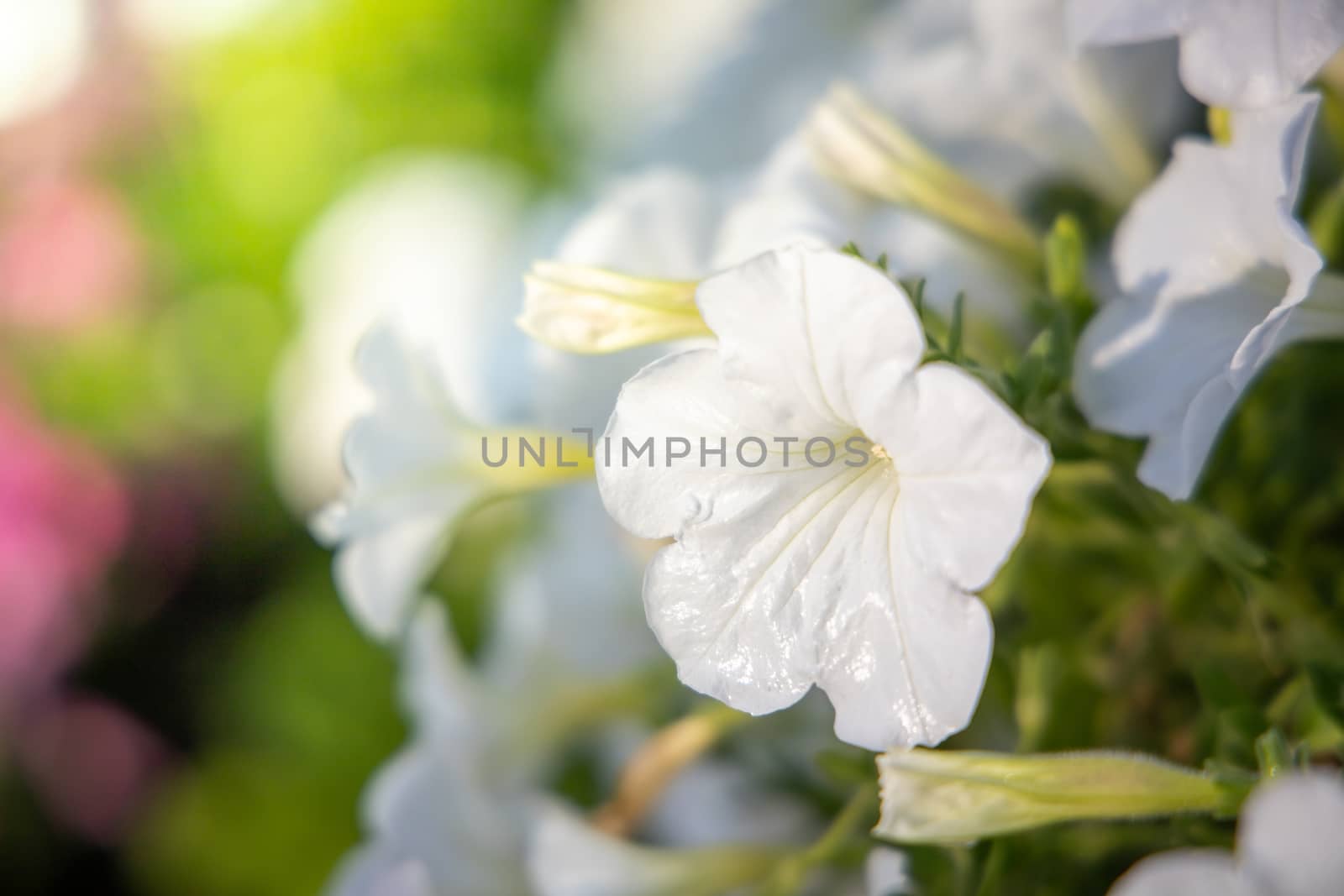 The background image of the colorful flowers, background nature