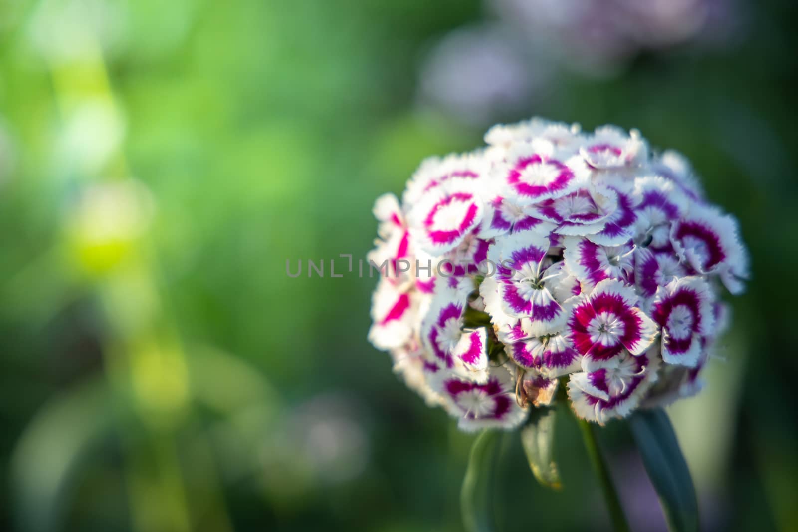 The background image of the colorful flowers, background nature