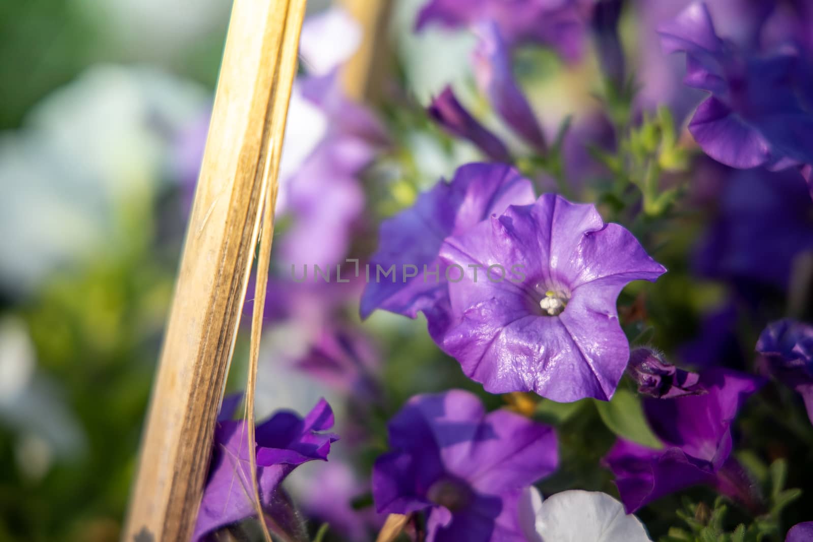 The background image of the colorful flowers, background nature