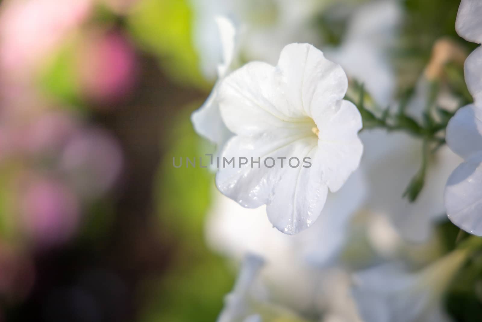 The background image of the colorful flowers, background nature