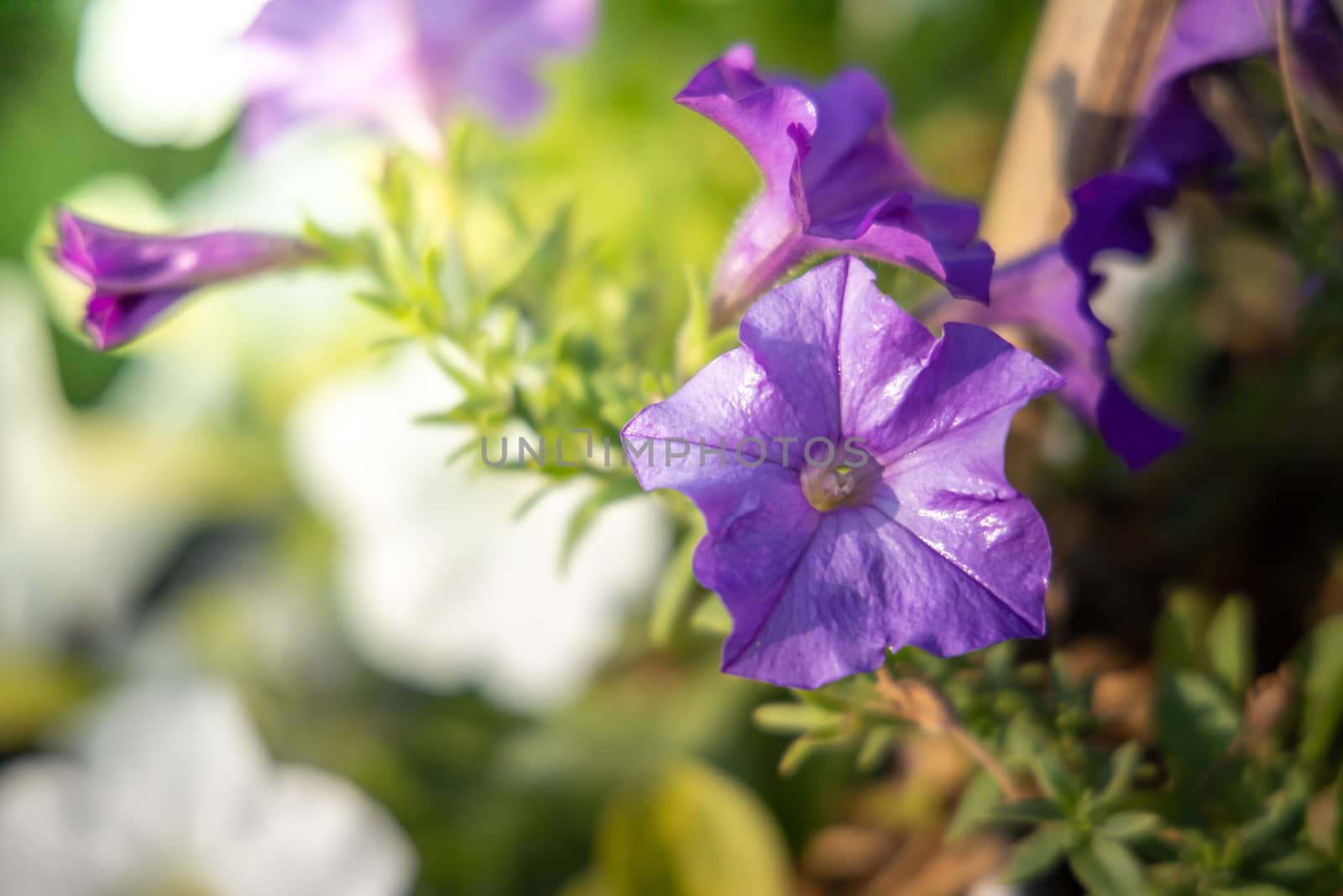 The background image of the colorful flowers, background nature