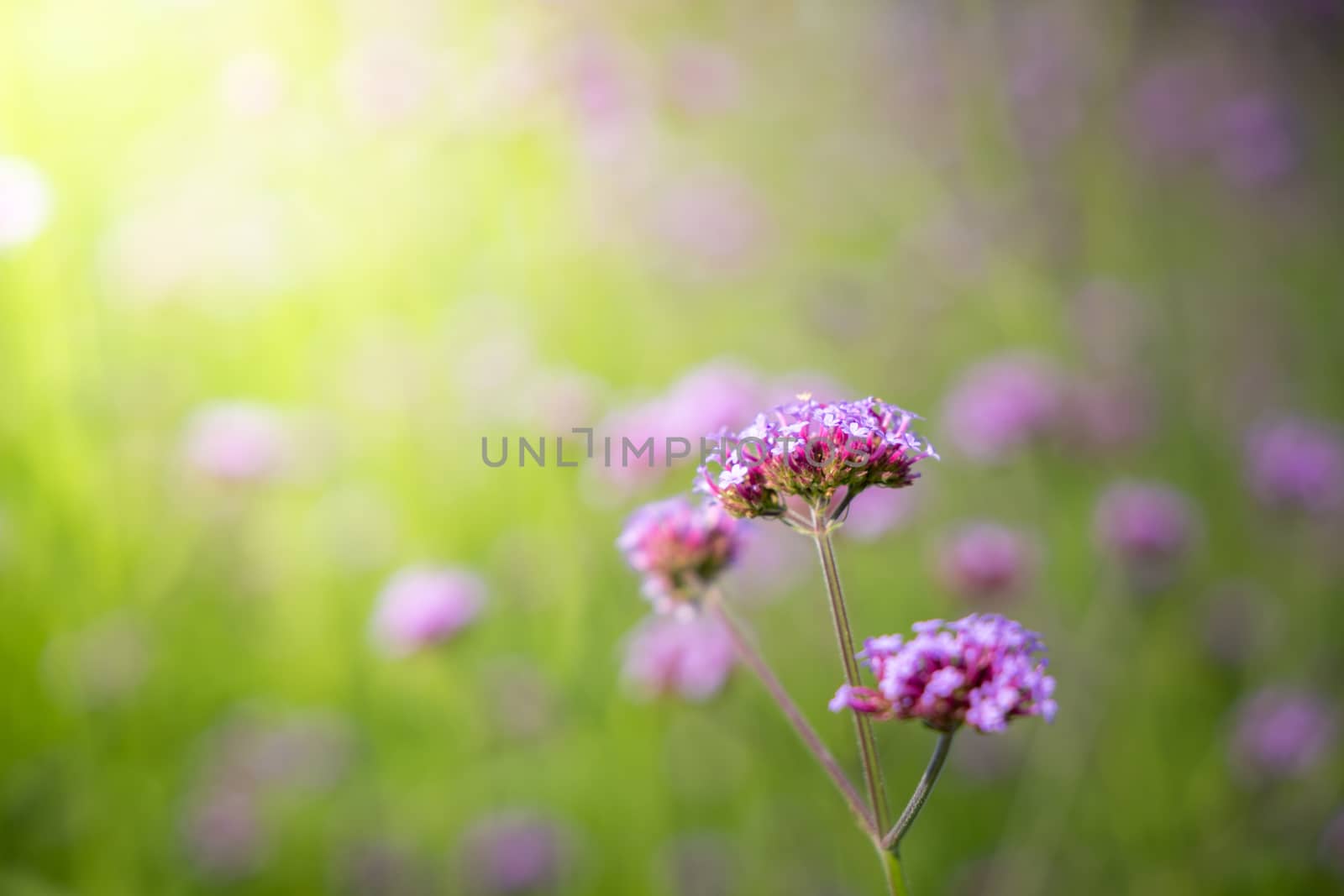 The background image of the colorful flowers, background nature