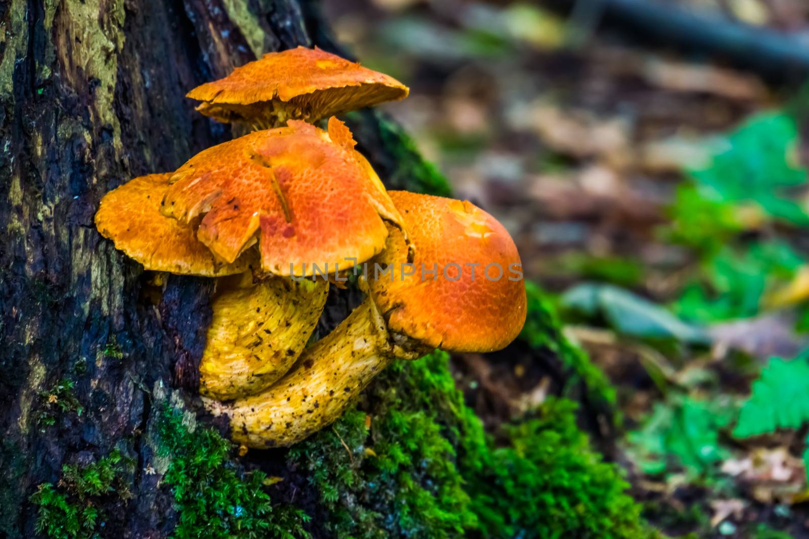 greville's mushrooms in macro closeup, Edible fungus specie from the forests of europe