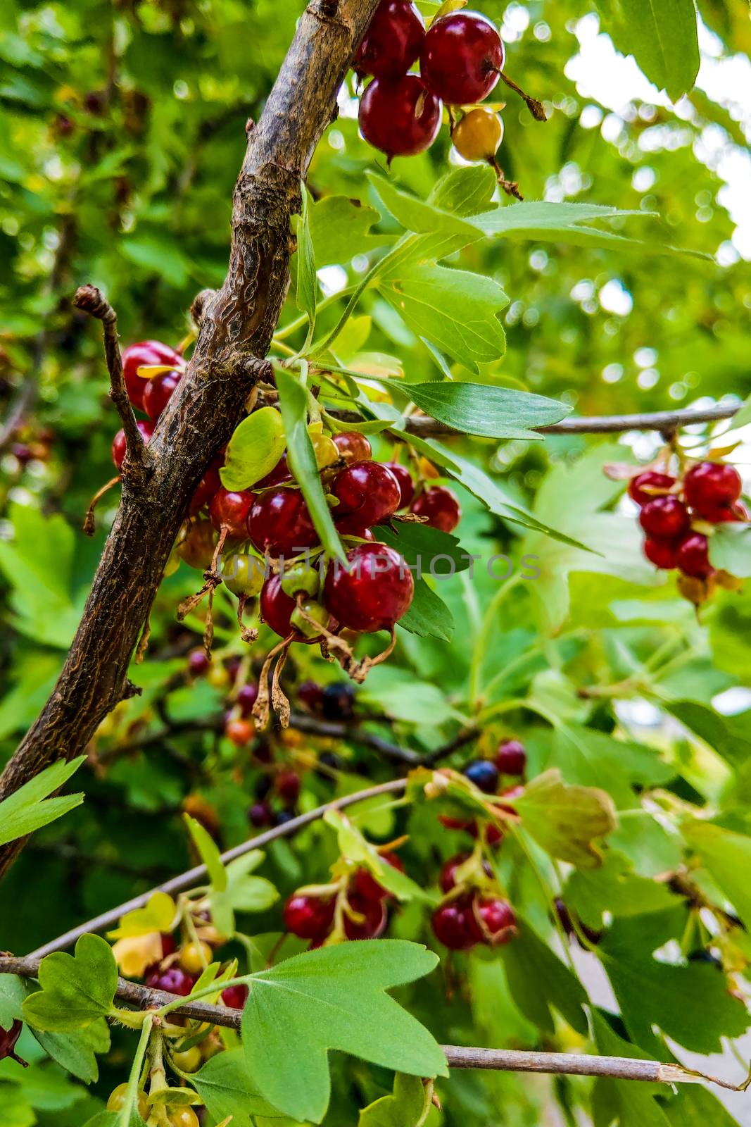 Red currants in the garden