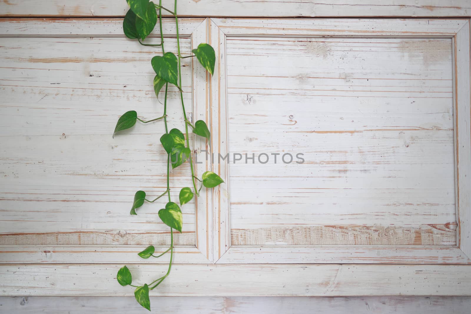 a home-grown green flower weaves a Vine over a bright white wooden wall