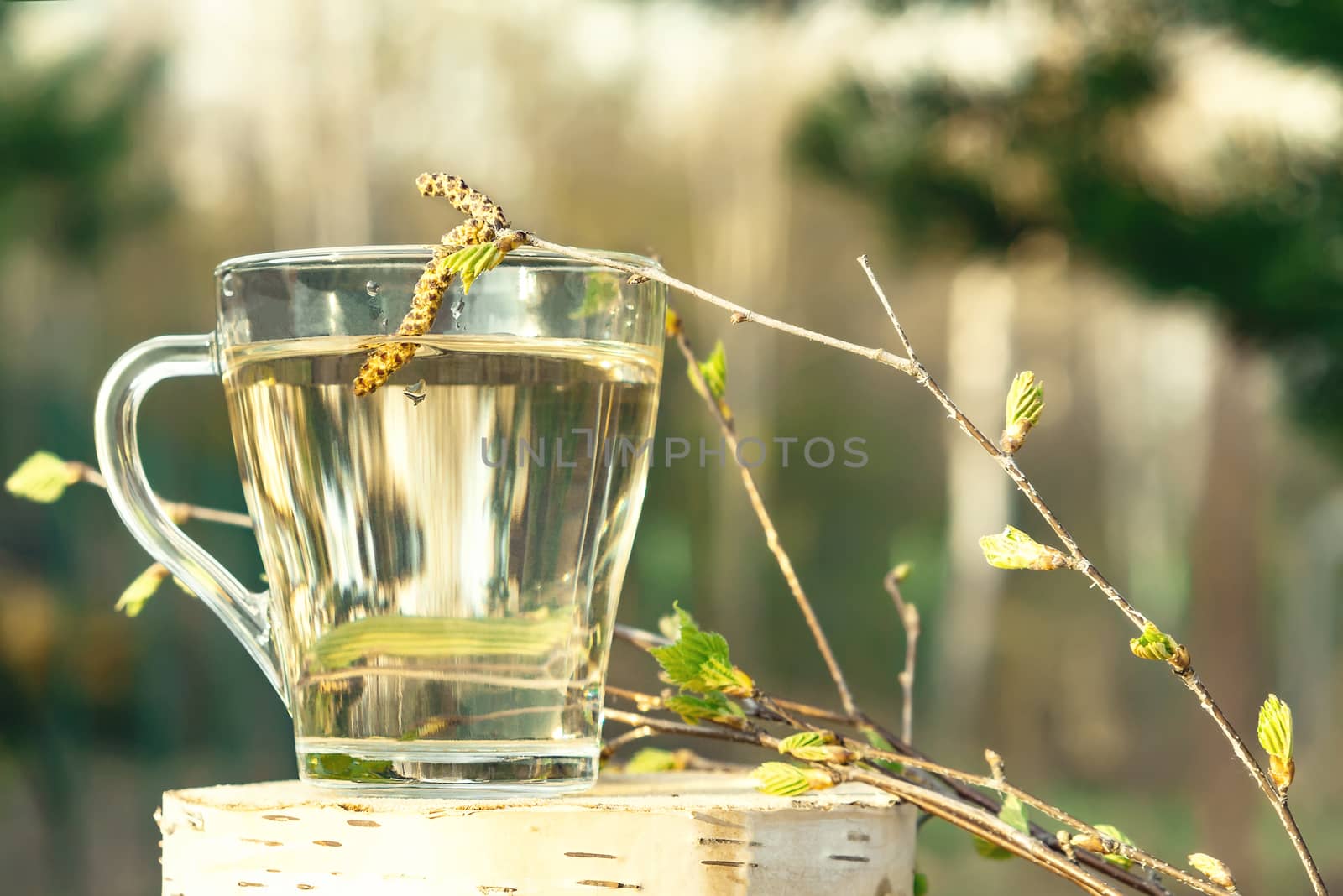 Birch sap in a glass mug on a birch stump in a spring forest, near a birch branch with young leaves by galsand