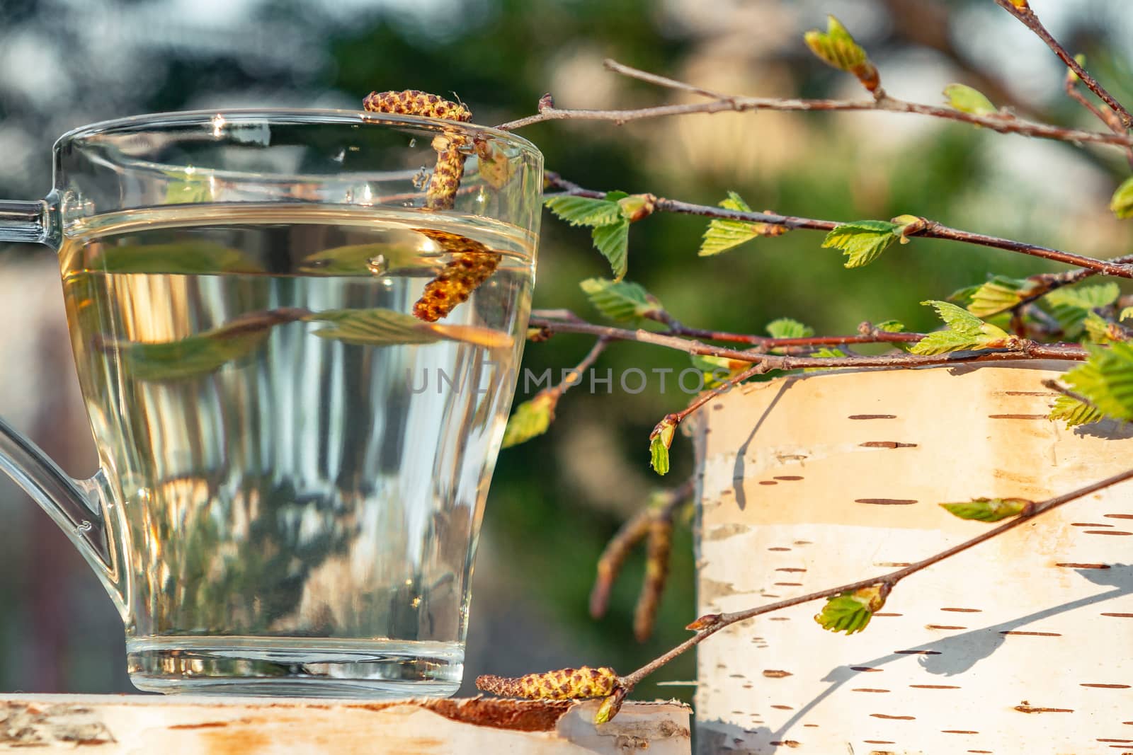 Birch sap in a glass mug on a birch stump in a spring forest, near a birch branch with young leaves.