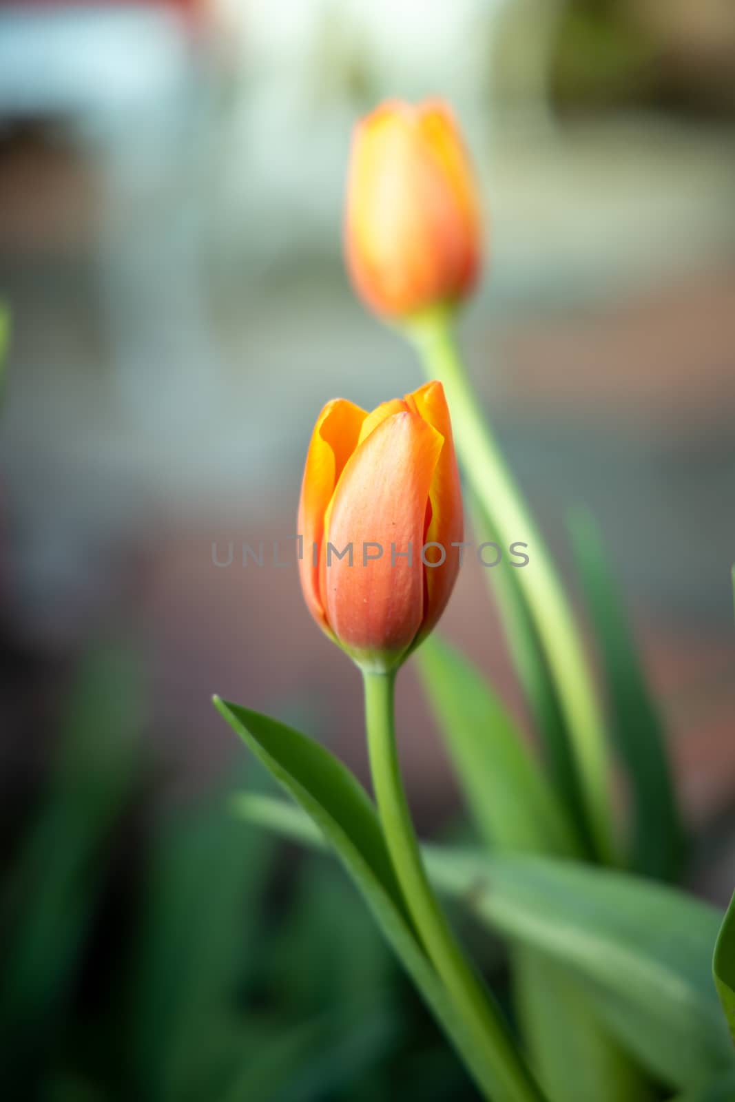 Beautiful bouquet of tulips. colorful tulips. nature background by teerawit