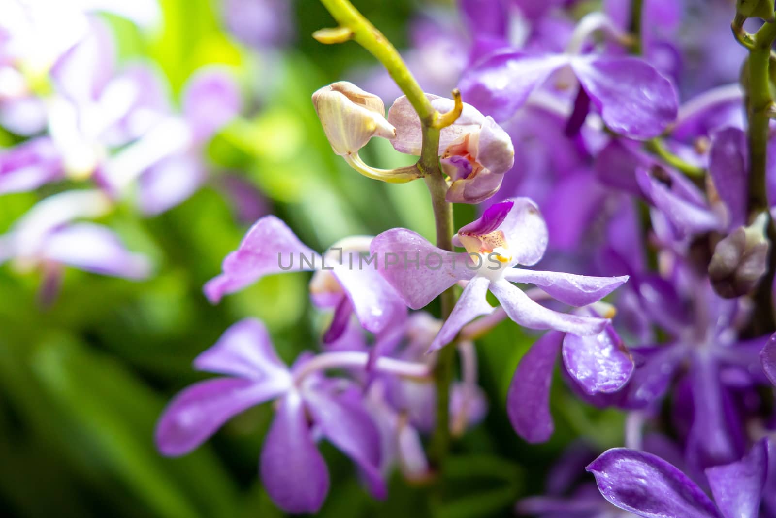 Beautiful blooming orchids in forest, On the bright sunshine