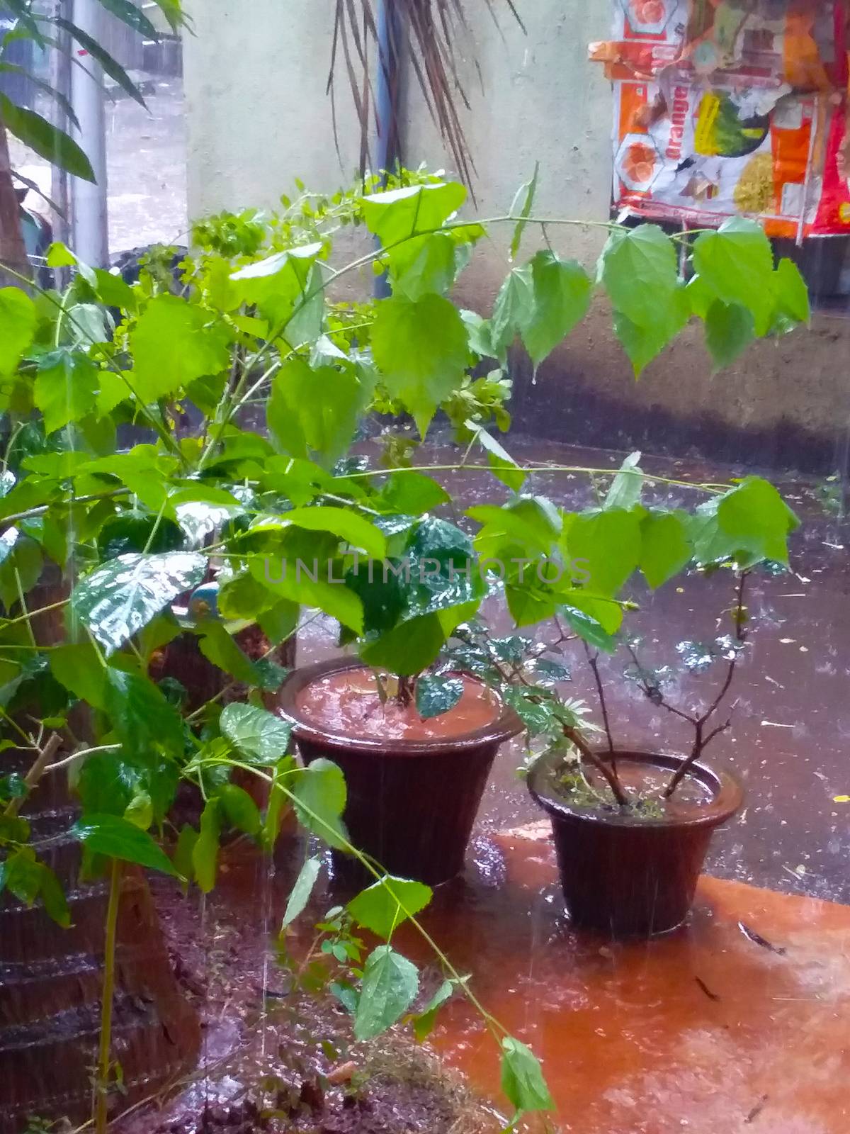 my garden in the rainy season