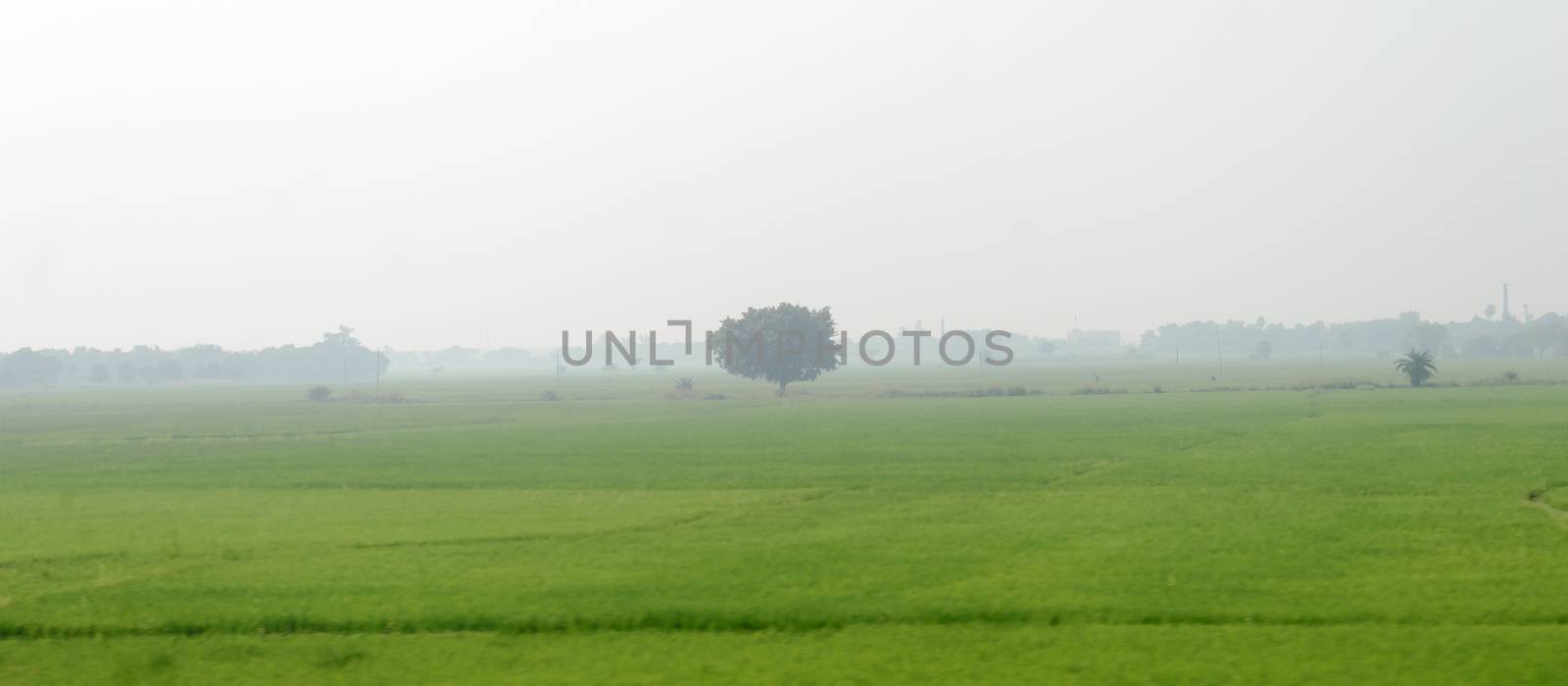 A alone solitary tree on a green meadow in rural countryside summer backdrop. Solitude and loneliness. Environmental Conservation background. Plant Trees save planet earth life environment Concept. by sudiptabhowmick