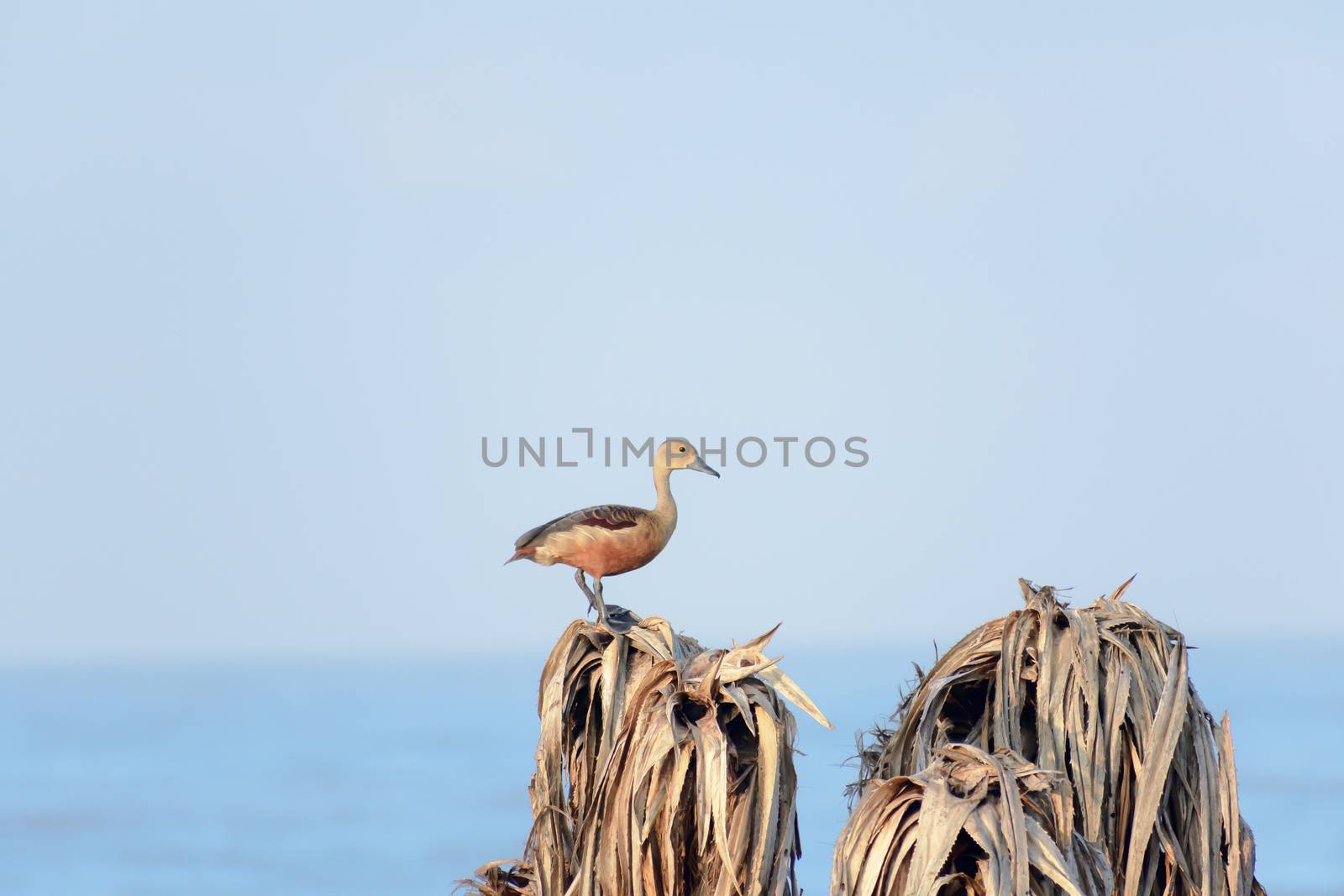 Lesser Indian whistling duck (Dendrocygna javanica) a tree nesting wetland water bird with brown long neck gray bill legs spotted sitting on dry leaves lakes. Nelapattu Bird Sanctuary Andhra Pradesh