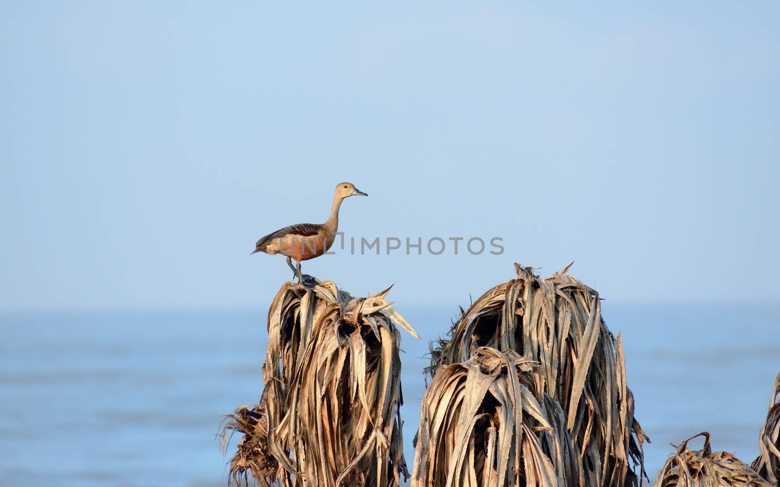 Lesser Indian whistling duck (Dendrocygna javanica) a tree nesting wetland water bird with brown long neck dark gray bill legs spotted sitting on dry leaves estuaries. Bonal Bird Sanctuary Karnataka